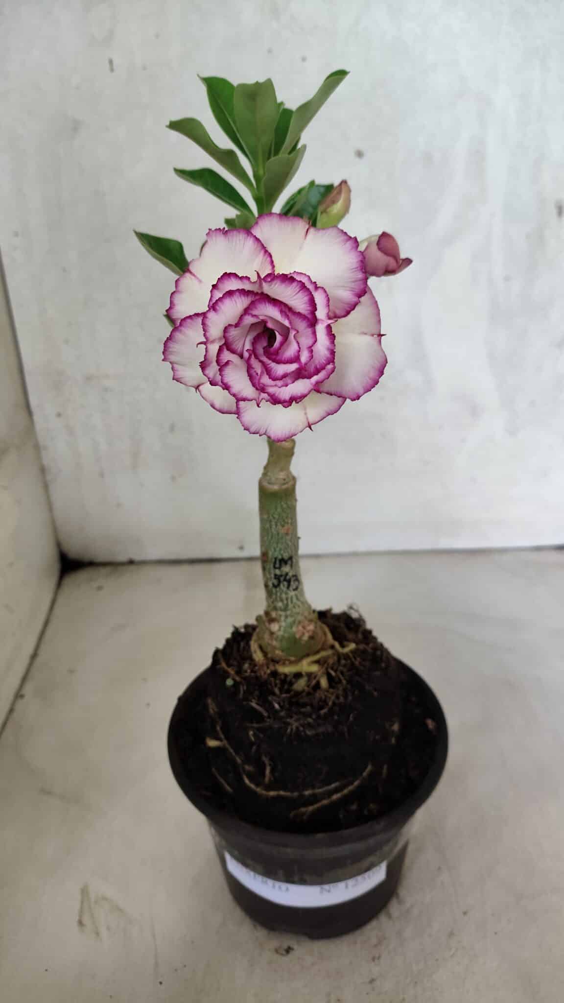 ENXERTO 12509 – 20cm (cor LM 543) - foto 2