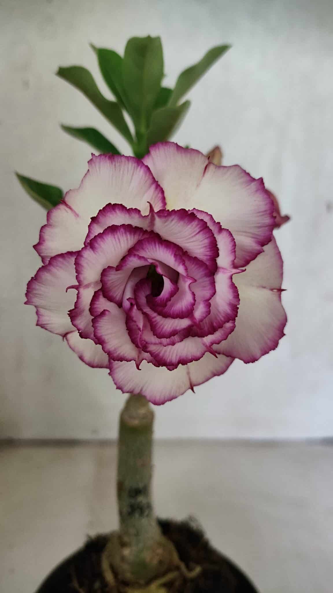 ENXERTO 12509 – 20cm (cor LM 543) - foto 3