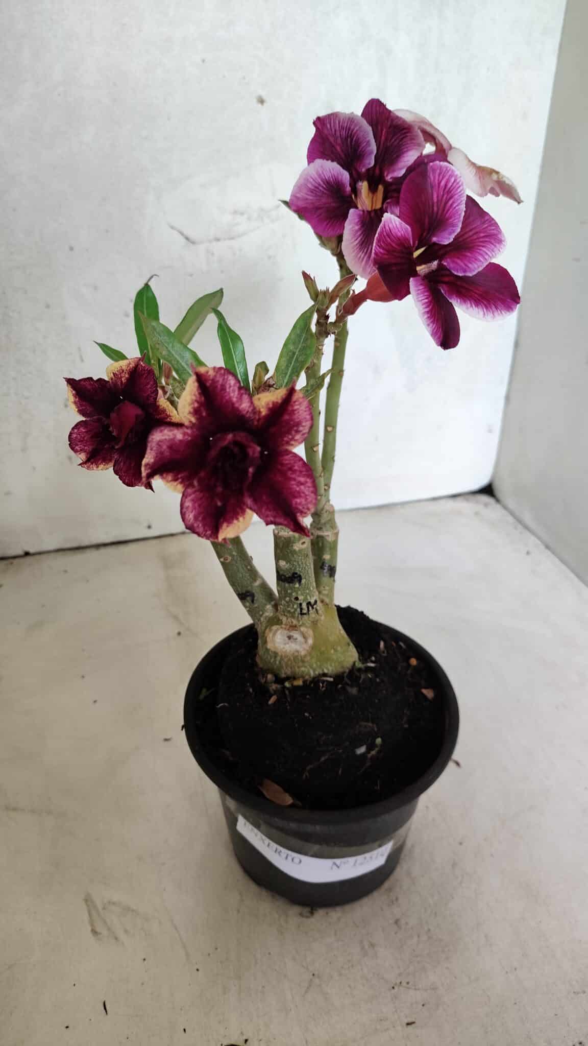 ENXERTO 12510 – 25cm (cor LM 499 e LM 1009) - foto 6