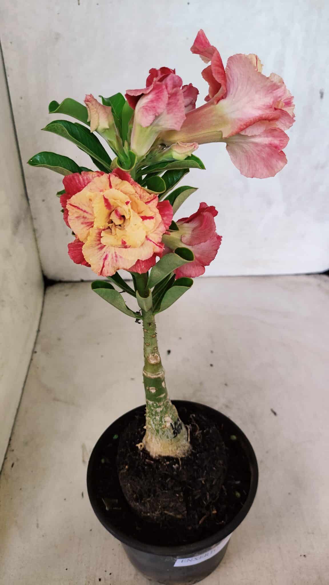 ENXERTO 12512 – 20cm (cor LM 582) - foto 6
