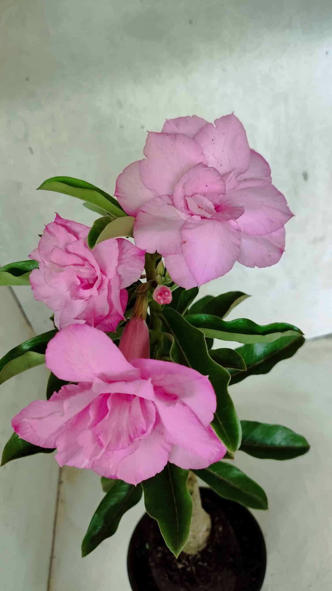 ENXERTO 12517 – 30cm (cor LM 08) - foto 3
