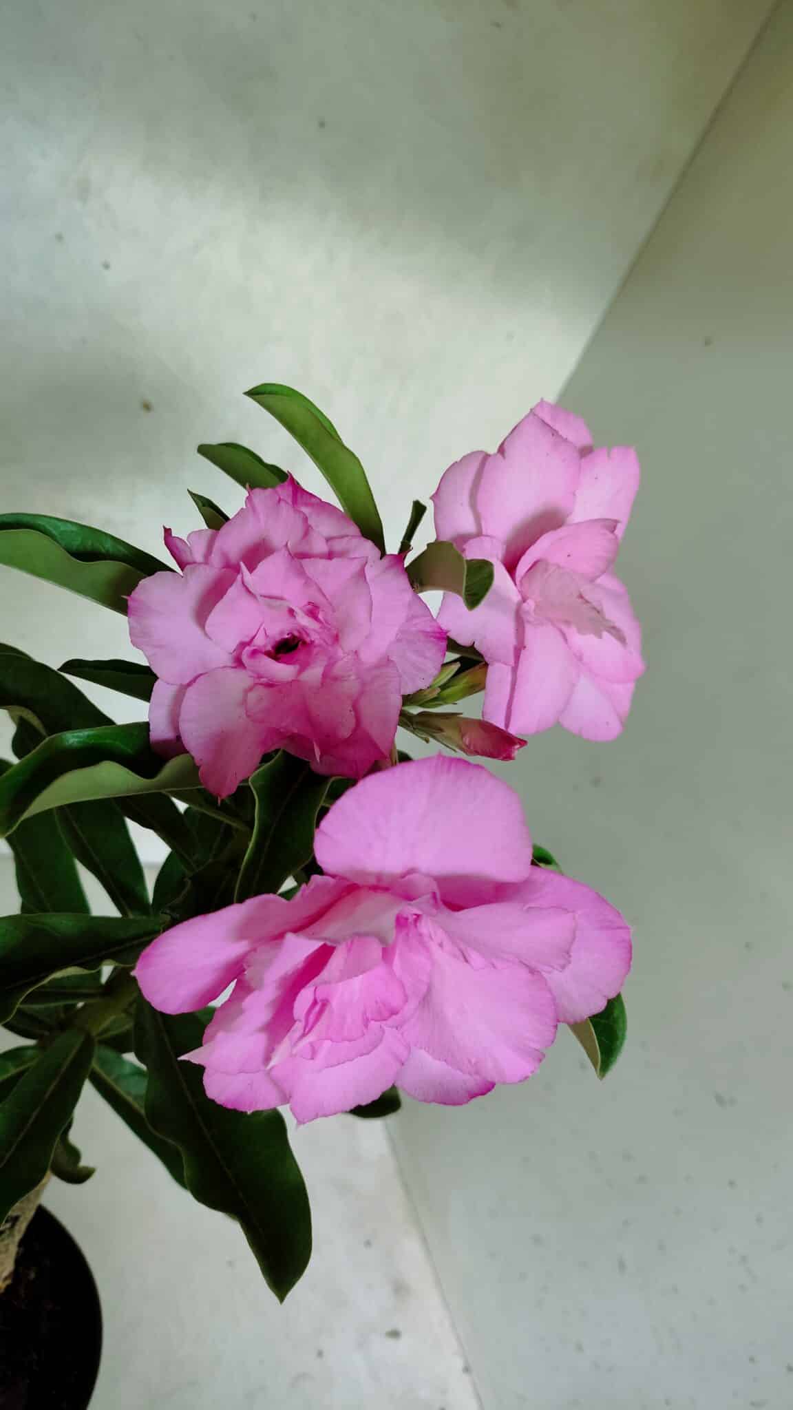 ENXERTO 12517 – 30cm (cor LM 08) - foto 5