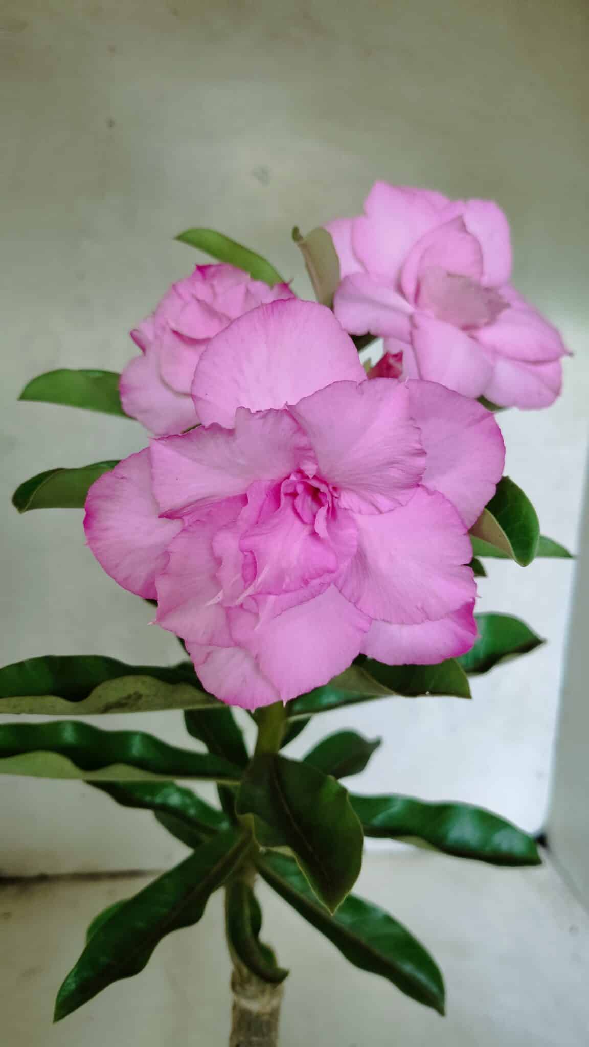 ENXERTO 12517 – 30cm (cor LM 08) - foto 4