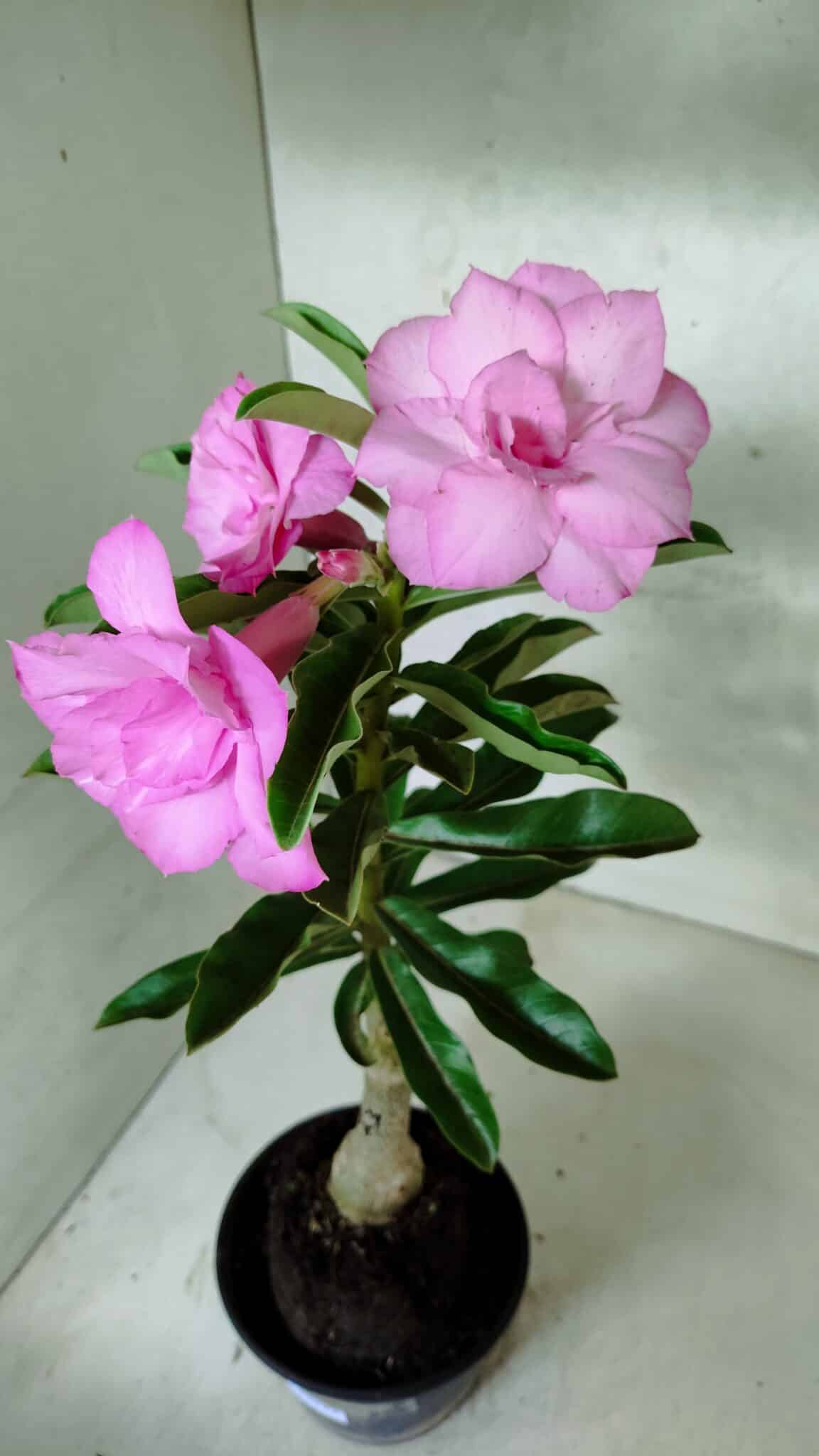 ENXERTO 12517 – 30cm (cor LM 08) - foto 6
