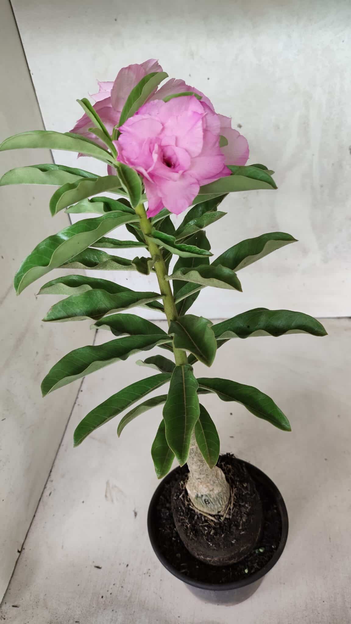 ENXERTO 12517 – 30cm (cor LM 08) - foto 7