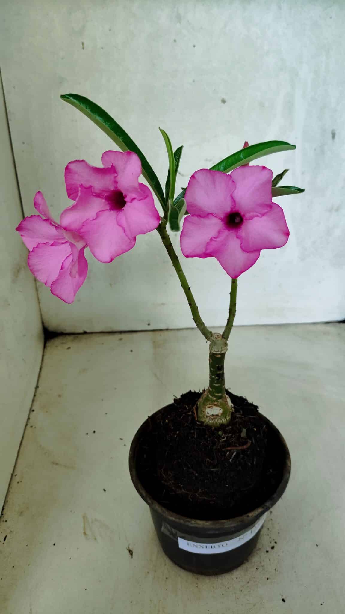 ENXERTO 12520 – 20cm (cor LM 512) - foto 2