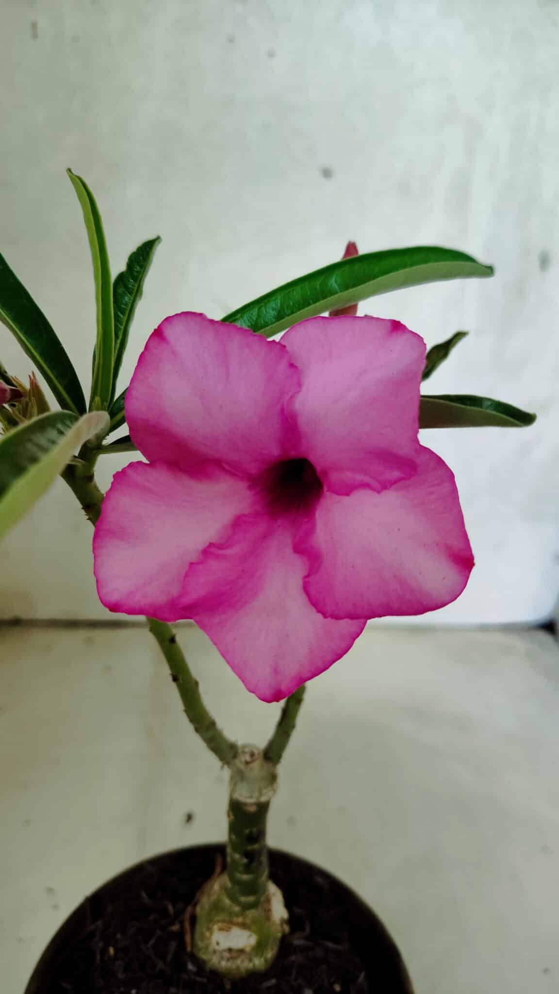 ENXERTO 12520 – 20cm (cor LM 512) - foto 3