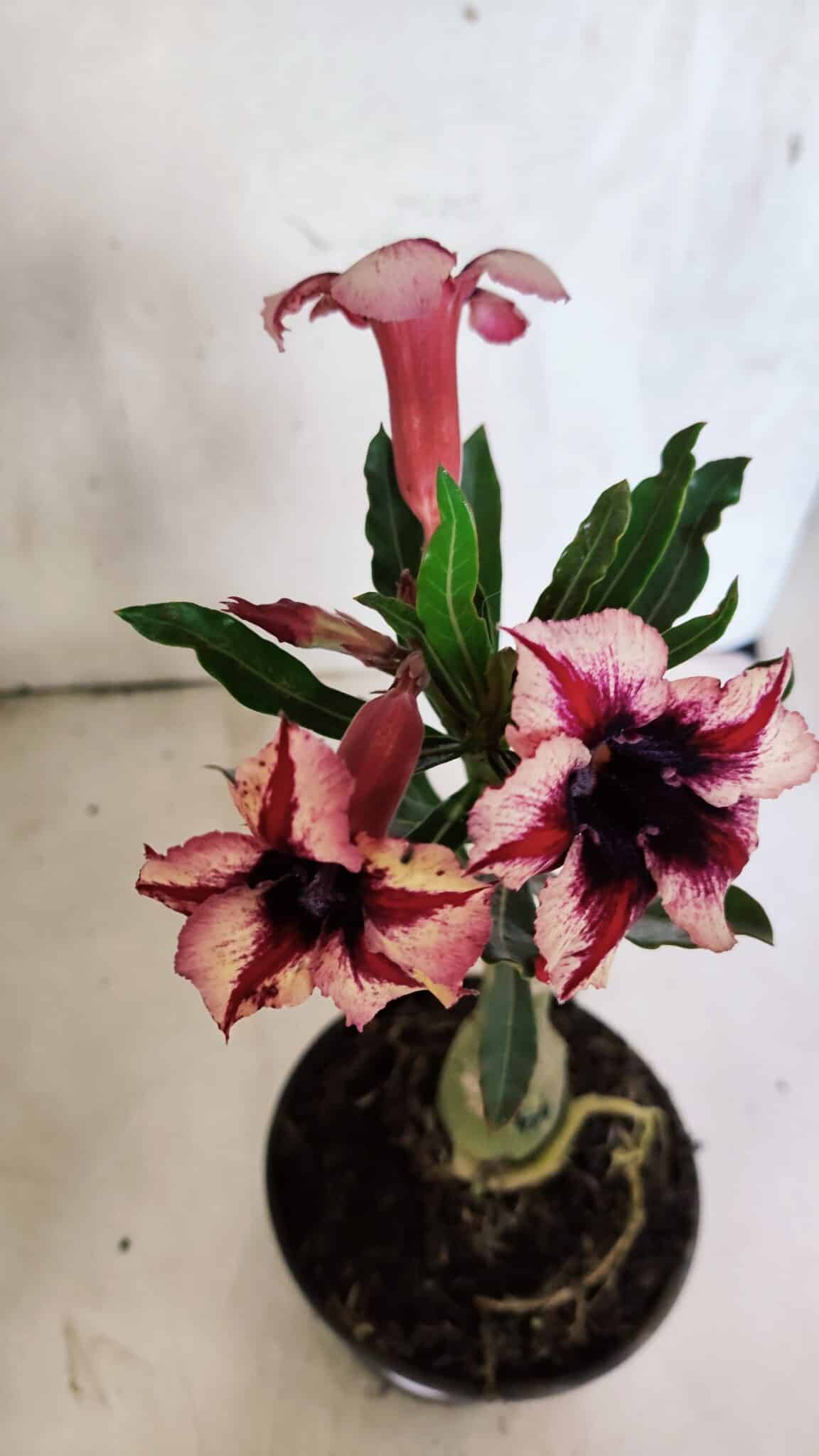 ENXERTO 12522 – 20cm (cor LM 424) - foto 4