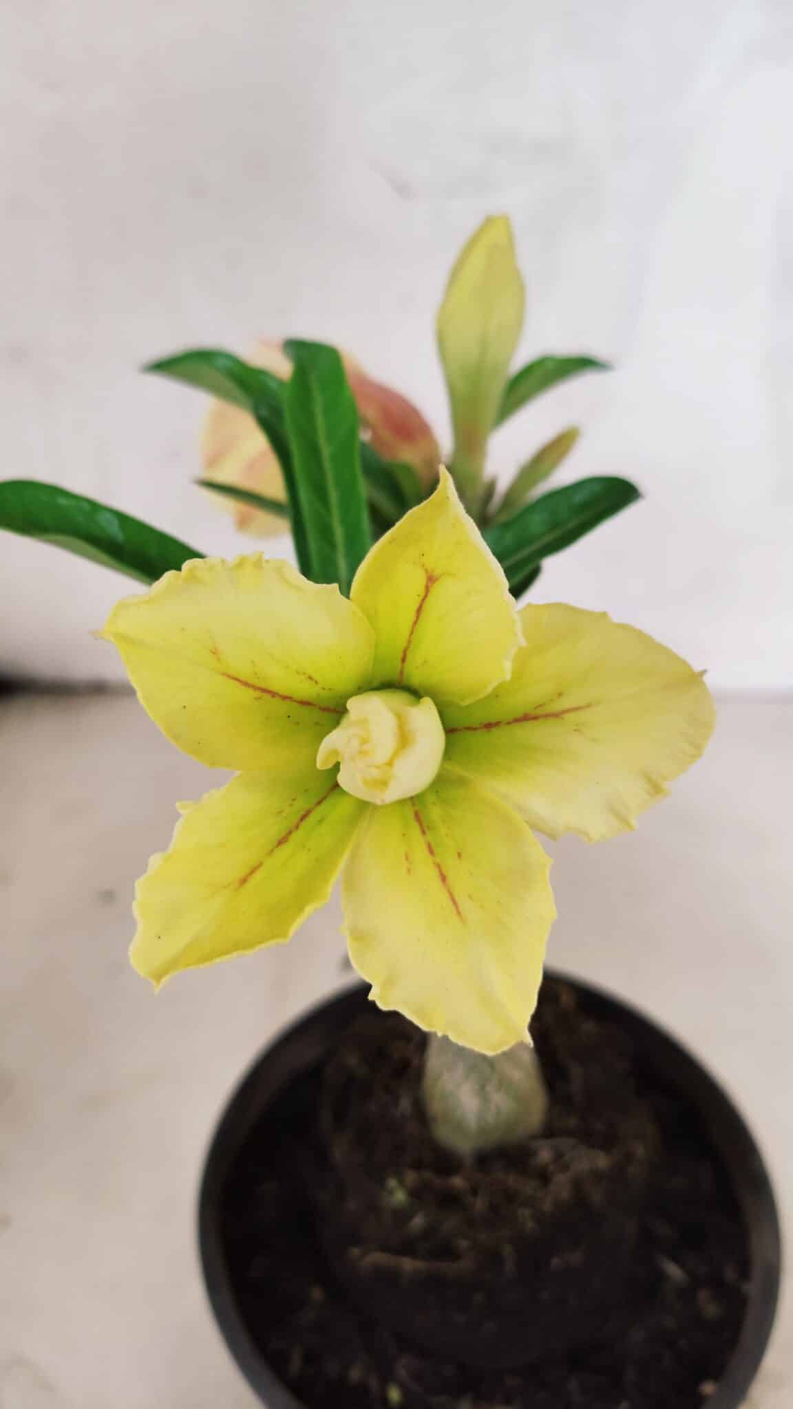 ENXERTO 12539 – 20cm (cor LM 436) - foto 3