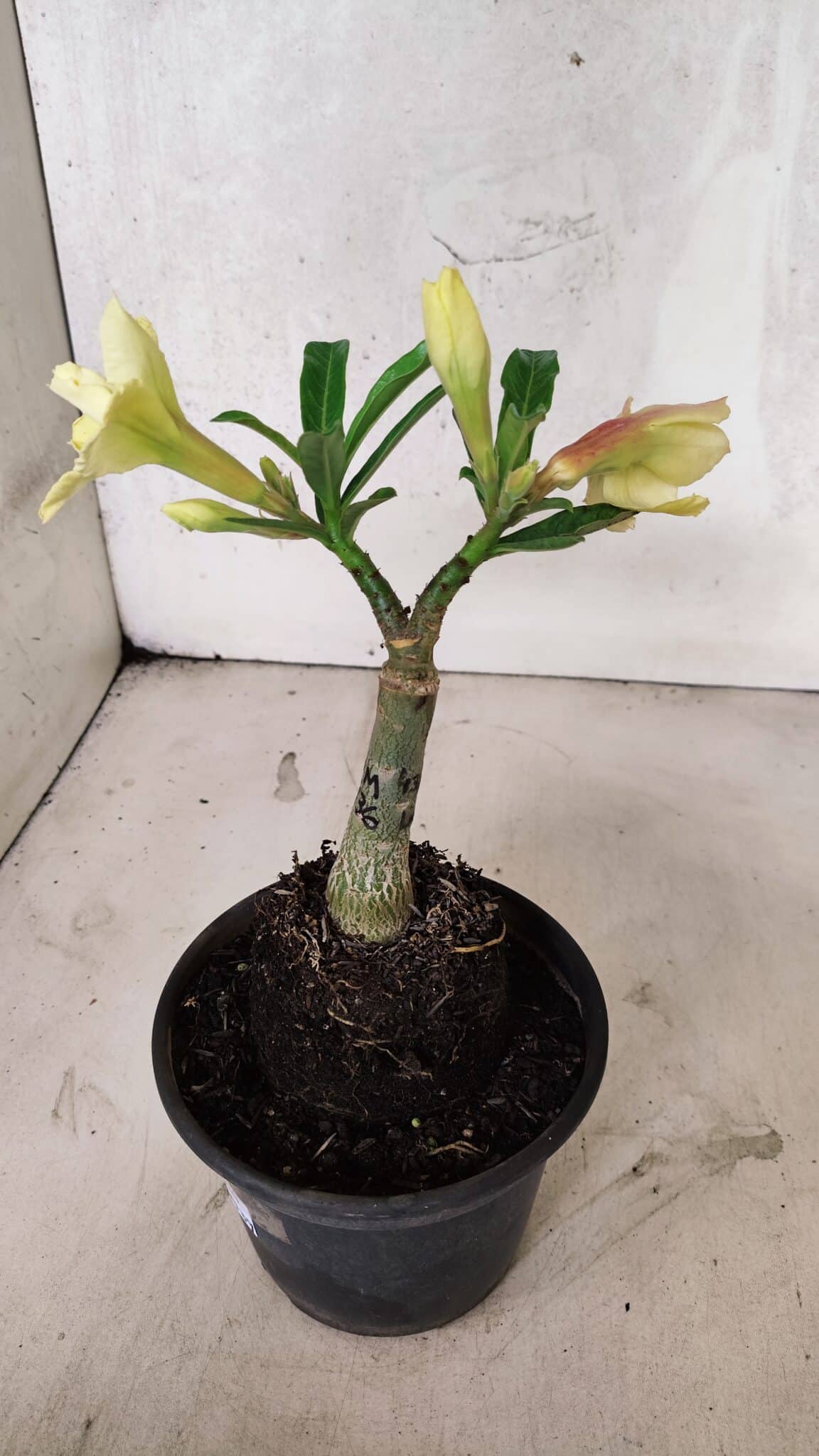ENXERTO 12539 – 20cm (cor LM 436) - foto 6