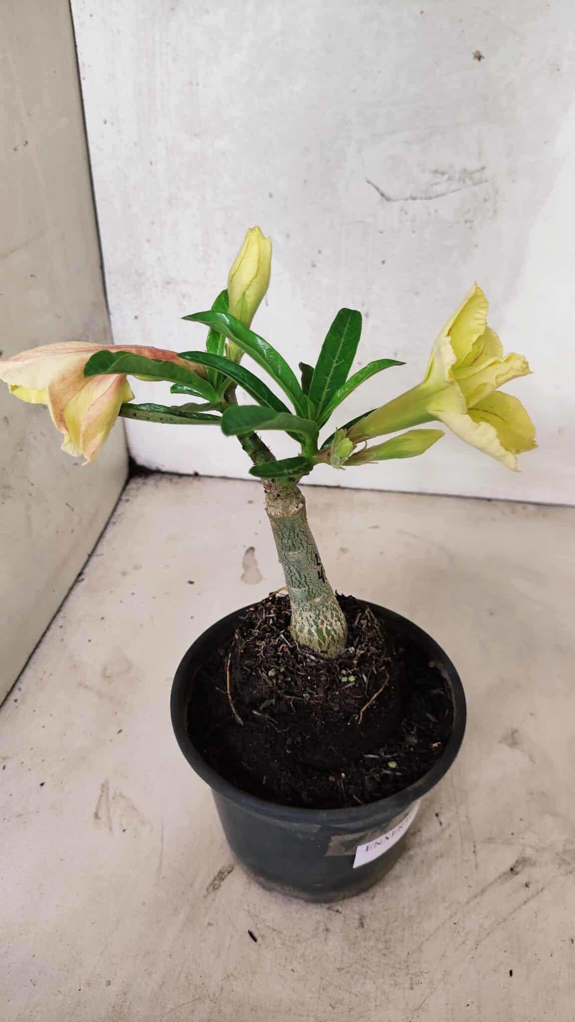 ENXERTO 12539 – 20cm (cor LM 436) - foto 5