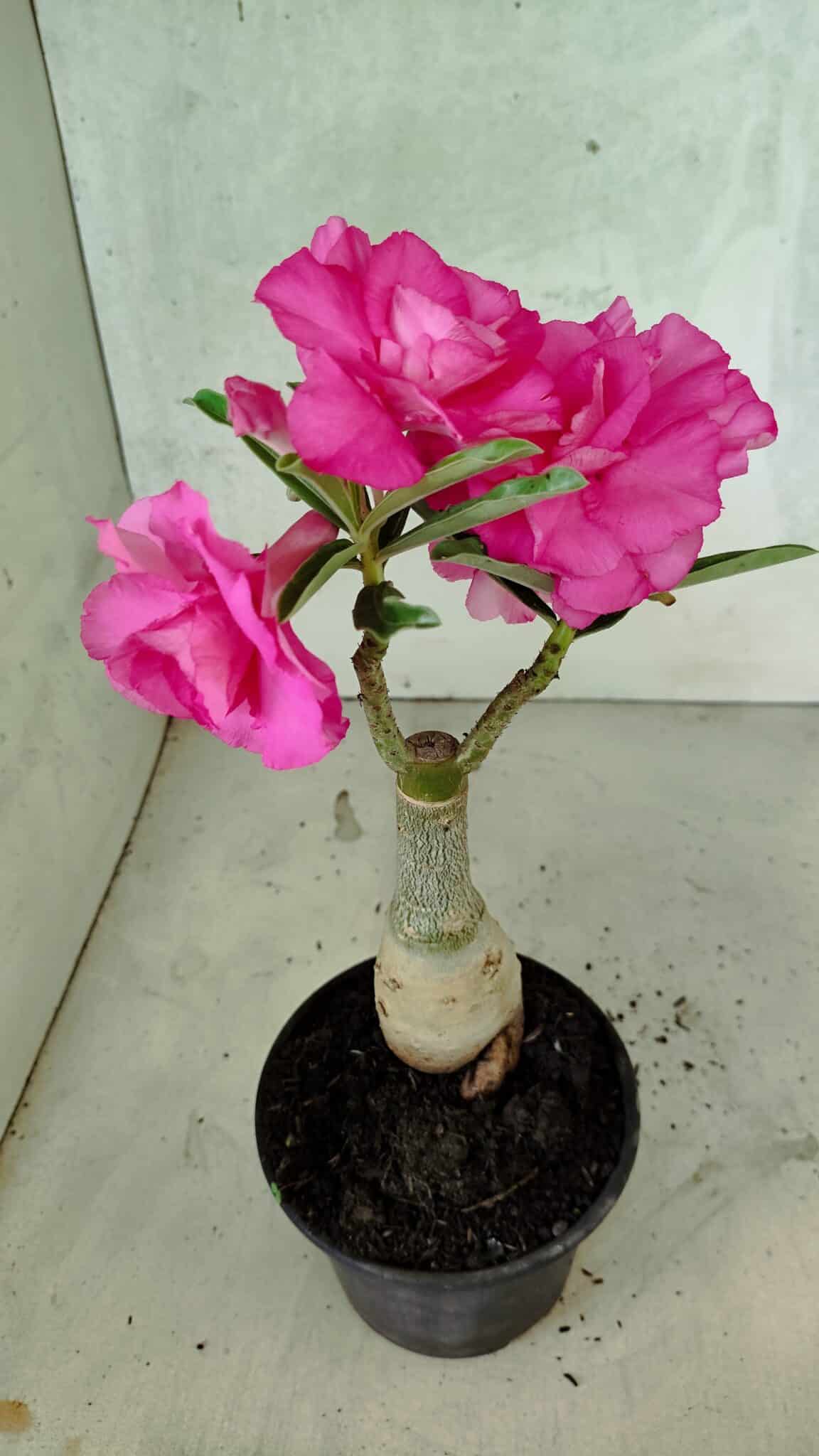ENXERTO 12552 – 20cm (cor LM 04) - foto 6