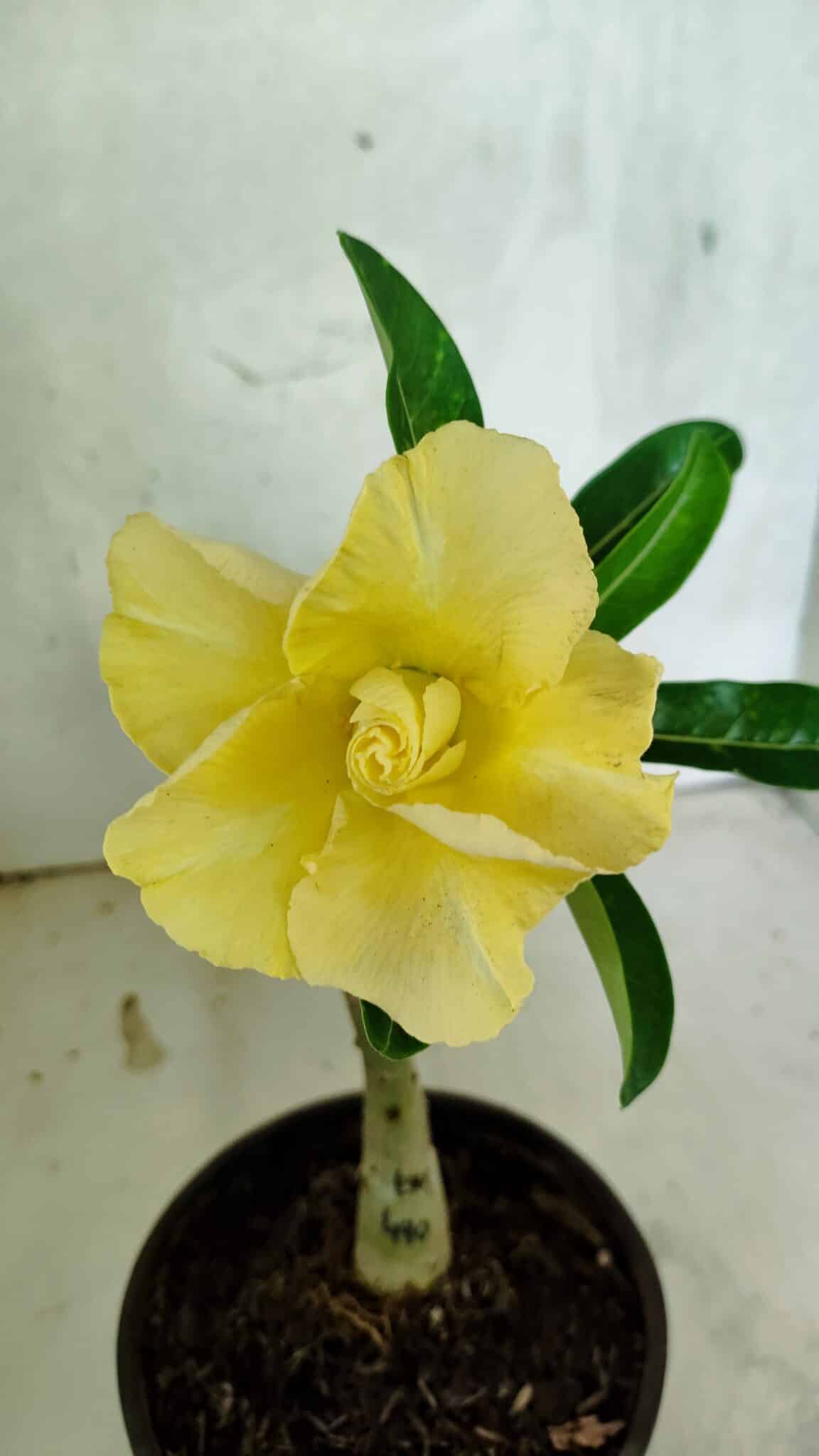 ENXERTO 12553 – 20cm (cor LM 490) - foto 3