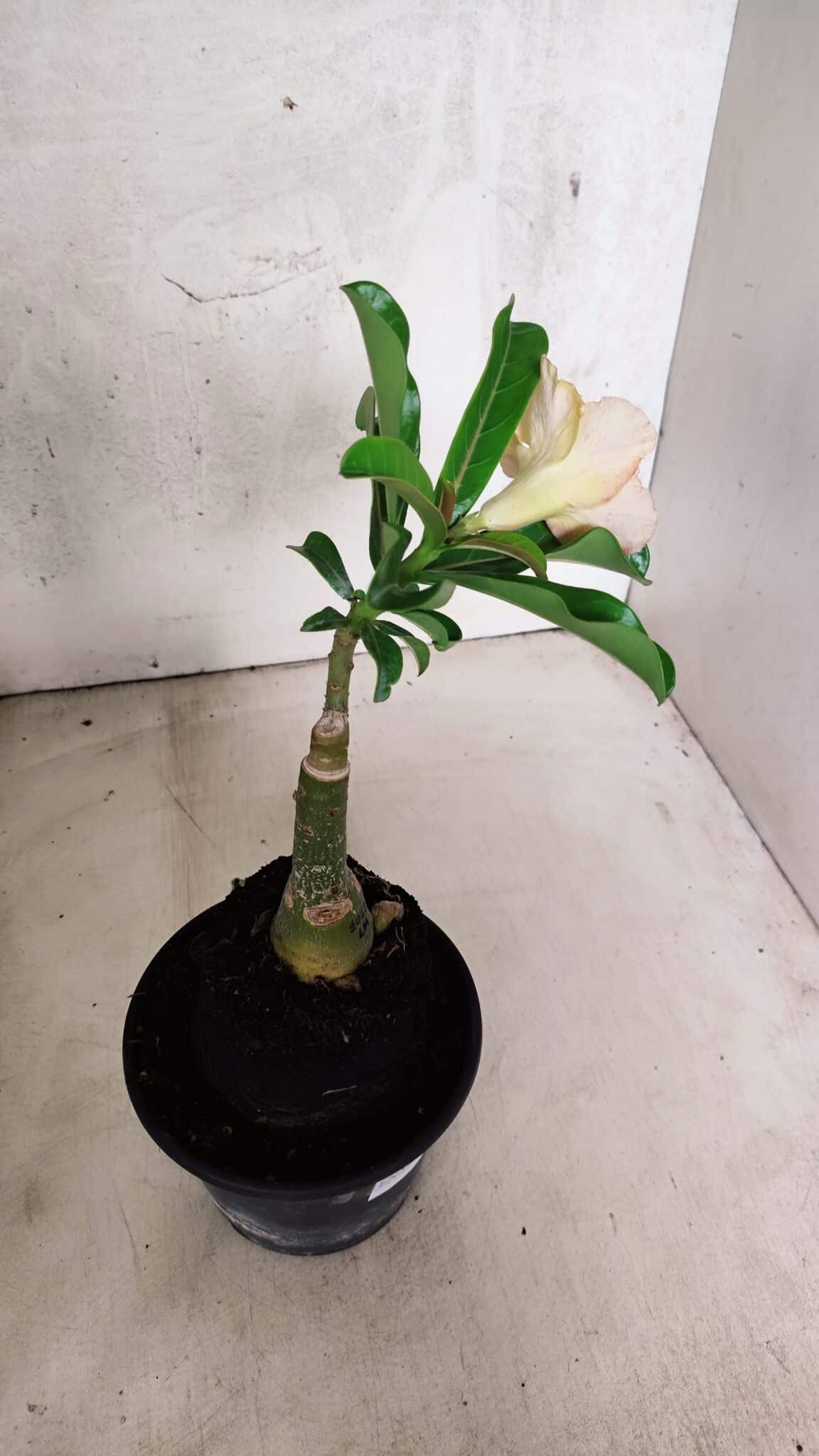 ENXERTO 12557 – 20cm (cor LM 1013) - foto 5