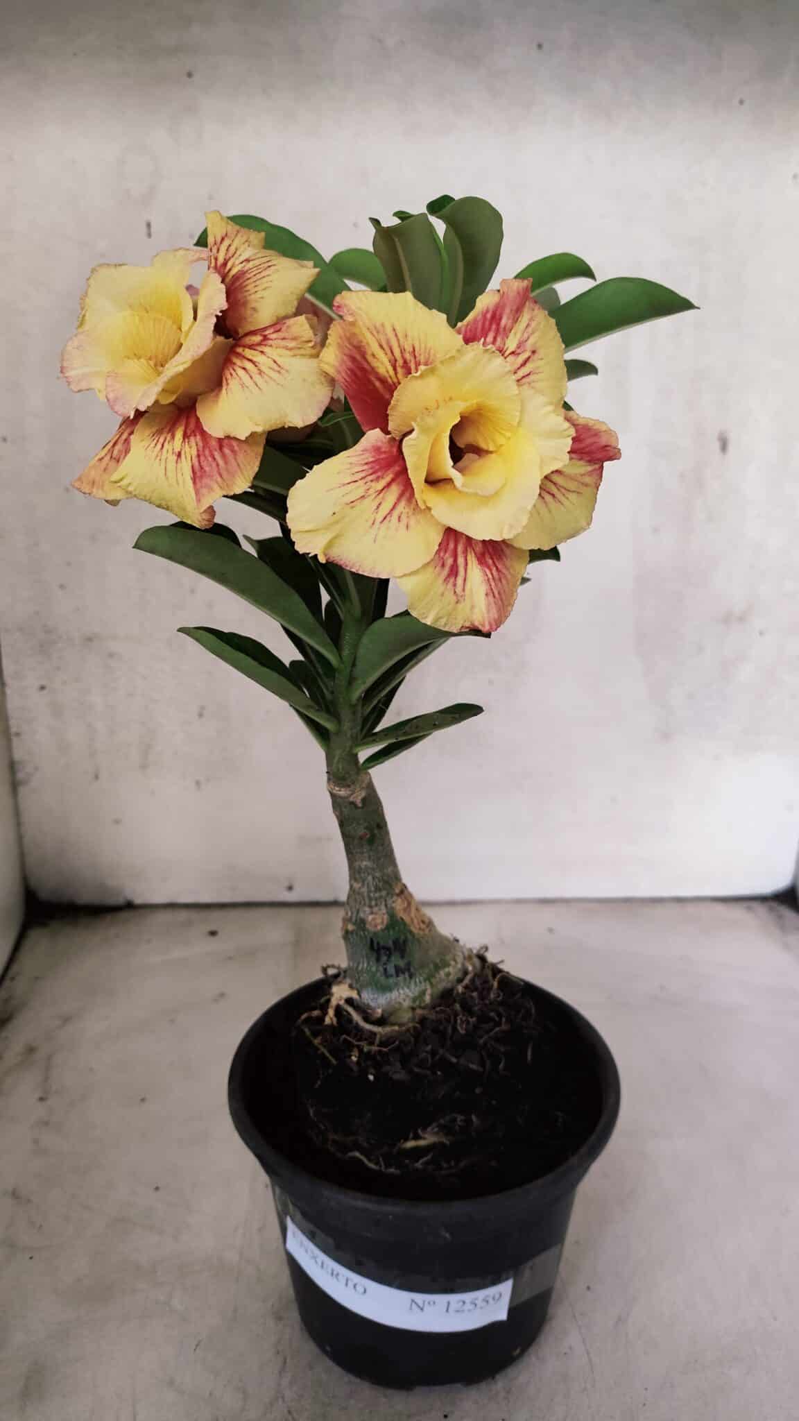 ENXERTO 12559 – 22cm (cor LM 474) - foto 2