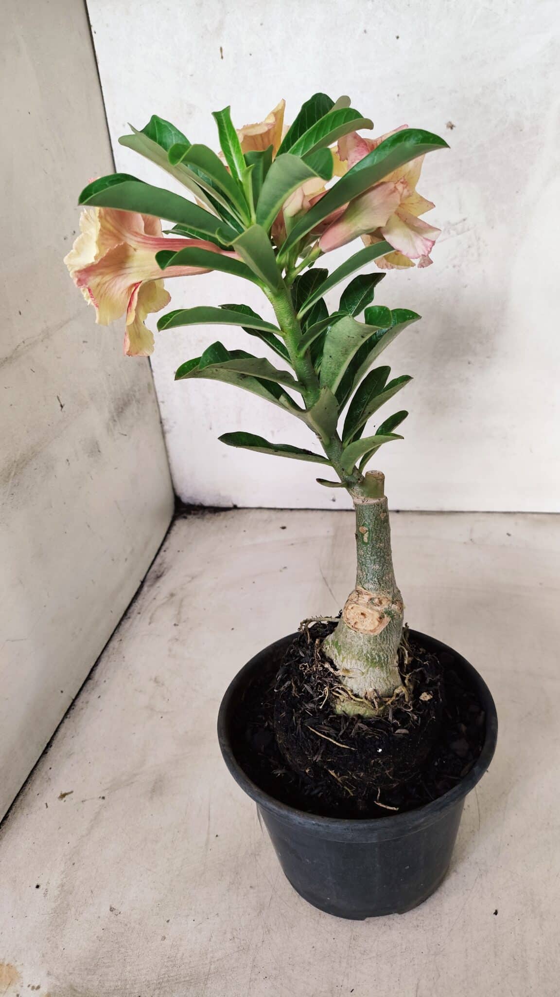 ENXERTO 12559 – 22cm (cor LM 474) - foto 7
