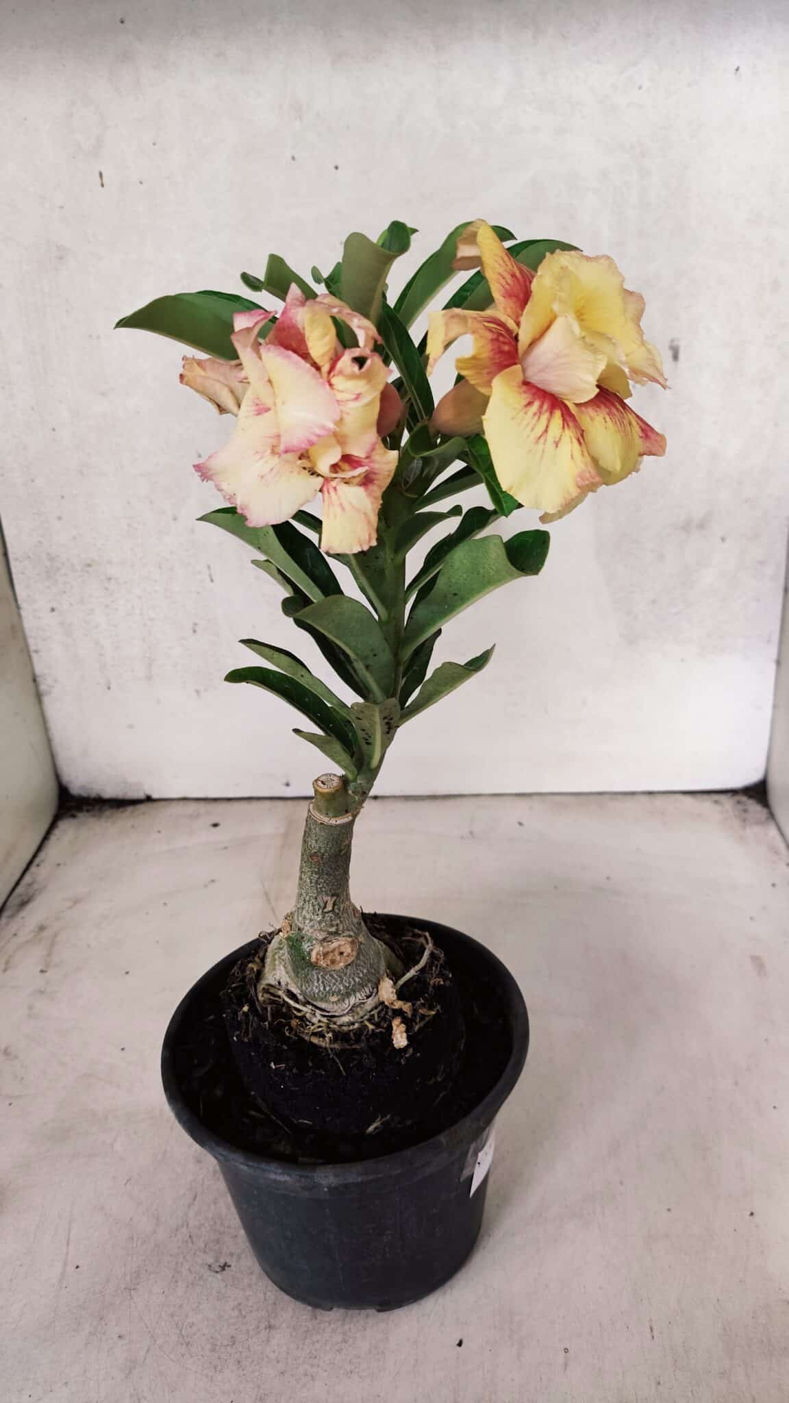 ENXERTO 12559 – 22cm (cor LM 474) - foto 6