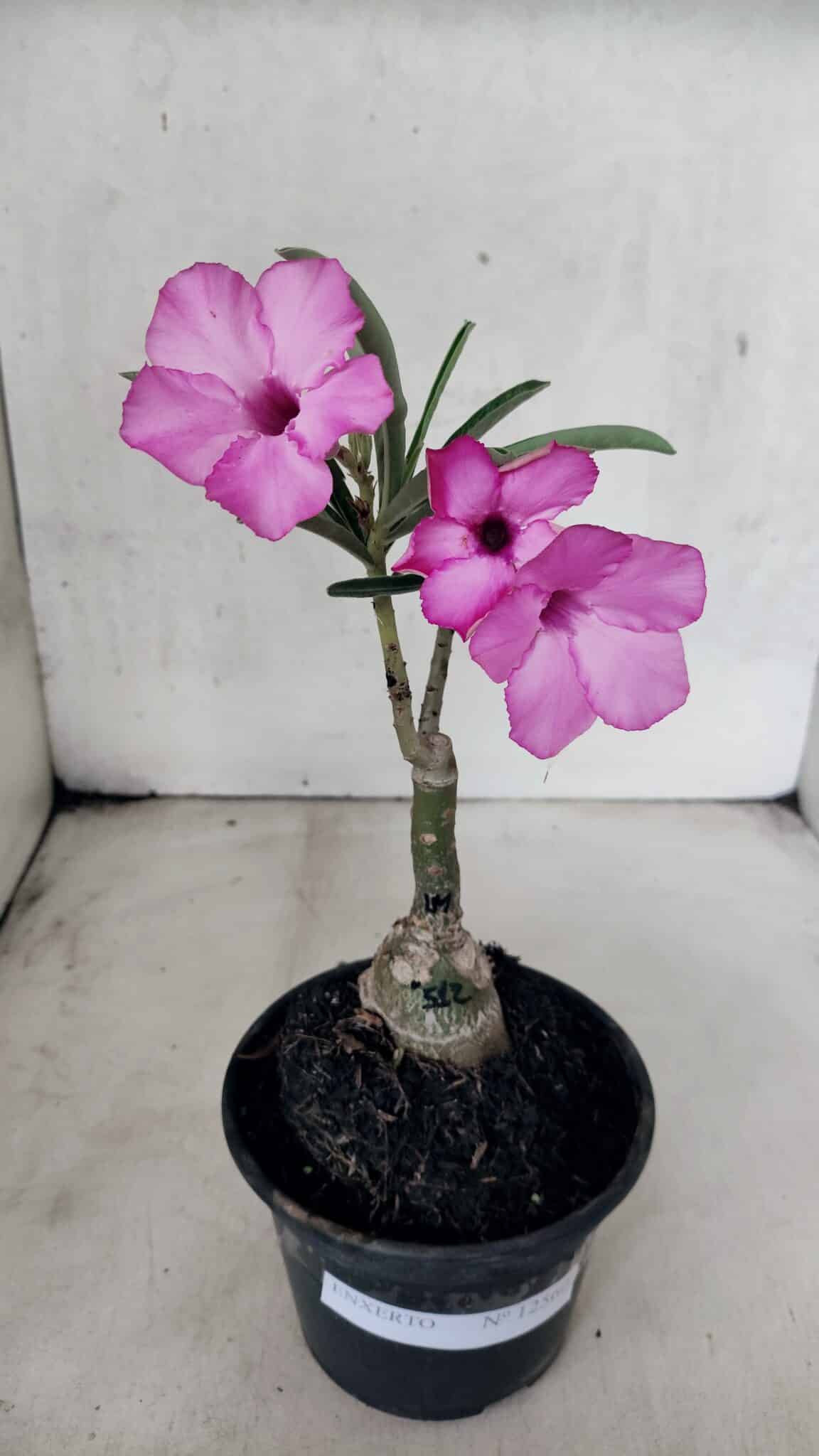 ENXERTO 12560 – 20cm (cor LM 512) - foto 2