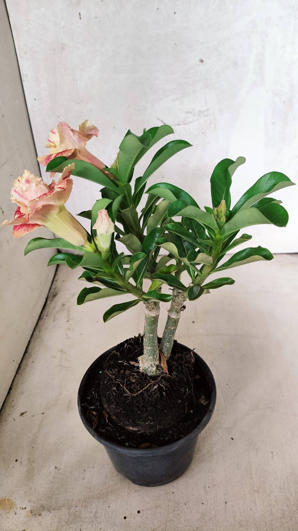 ENXERTO 12562 – 25cm (cor LM 582) - foto 6