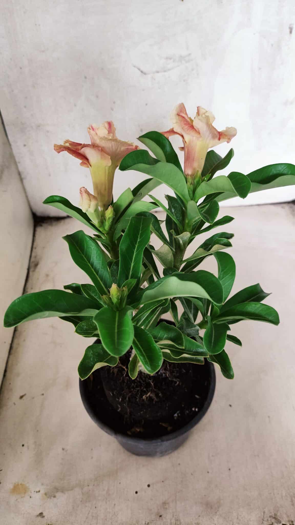 ENXERTO 12562 – 25cm (cor LM 582) - foto 5