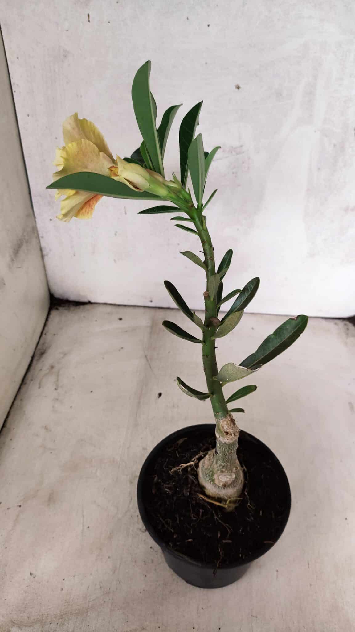ENXERTO 12564 – 22cm (cor LM 618) - foto 5