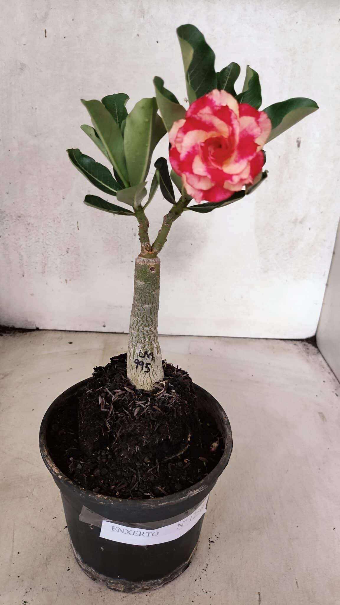 ENXERTO 12569 – 20cm (cor LM 995) Id: POP CORN 2 - foto 2