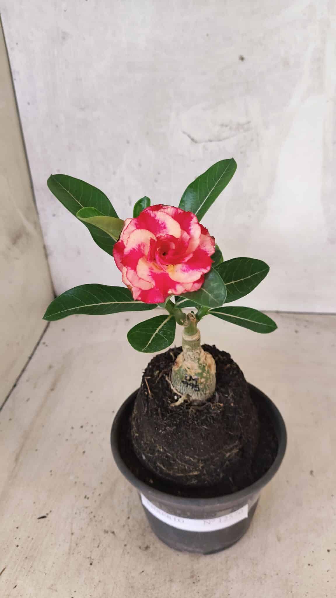 ENXERTO 12570 – 20cm (cor LM 995) Id: POP CORN 2 - foto 2