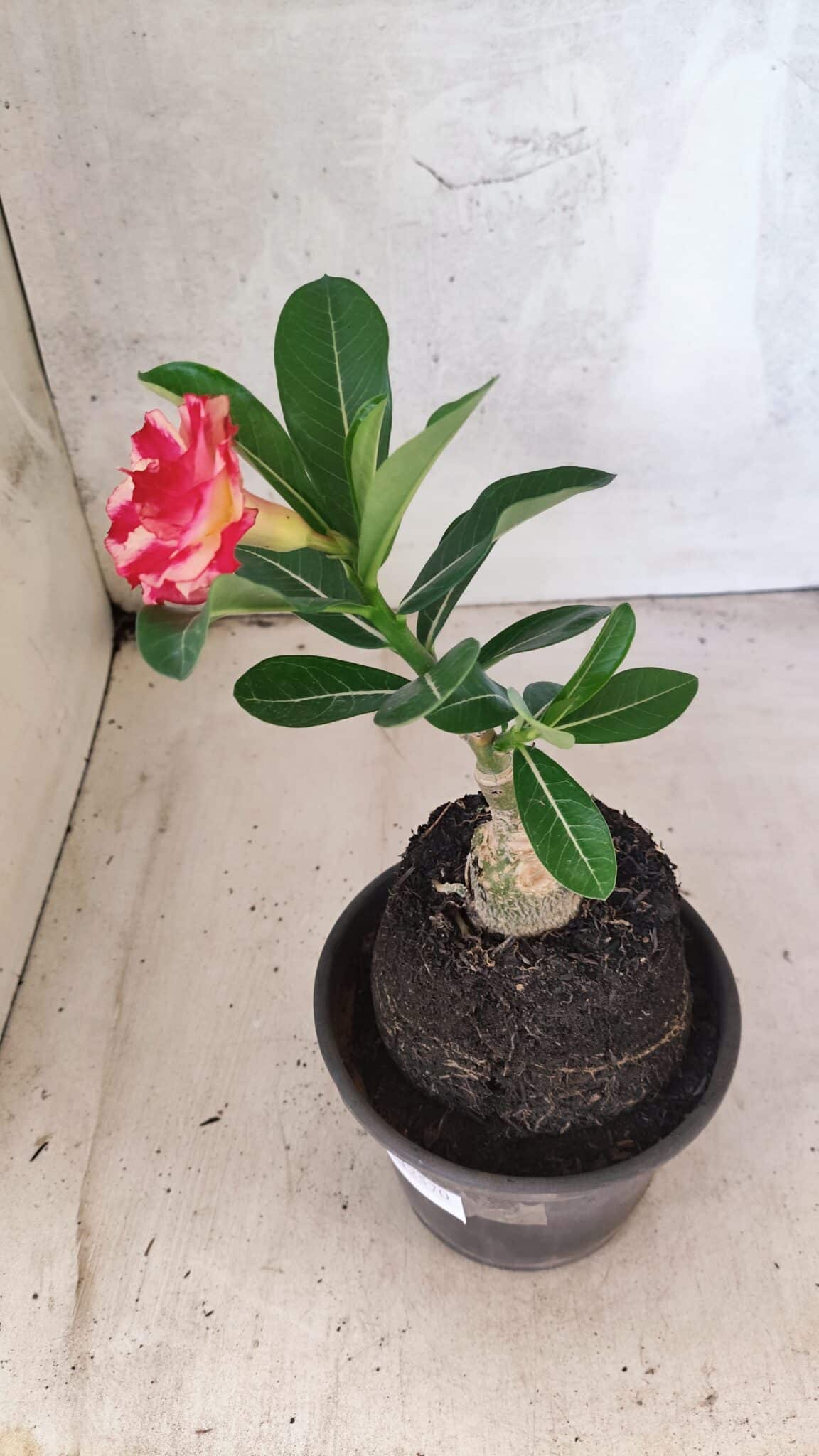ENXERTO 12570 – 20cm (cor LM 995) Id: POP CORN 2 - foto 4