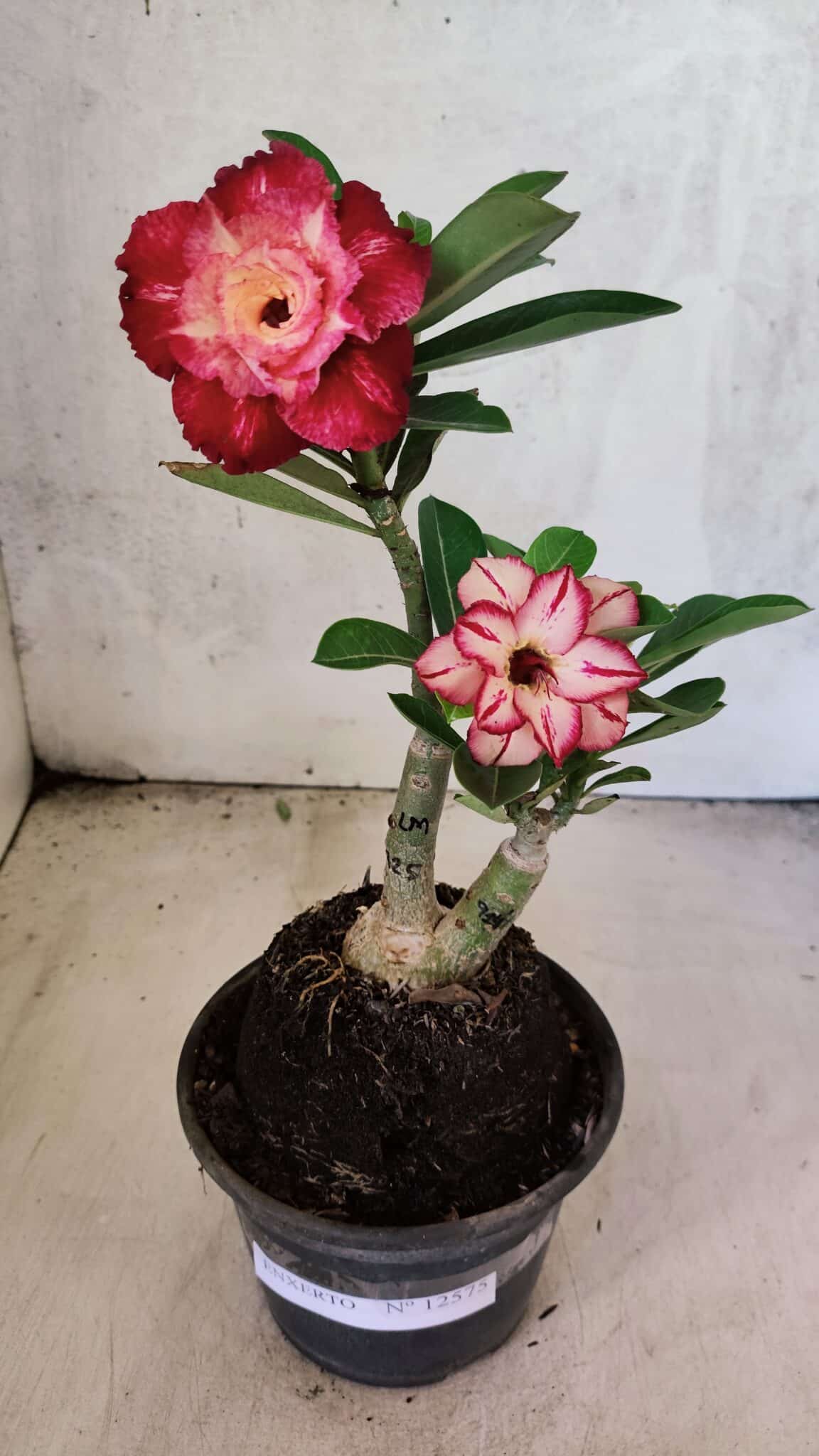 ENXERTO 12575 – 25cm (cor LM 725 e LM 914) - foto 2