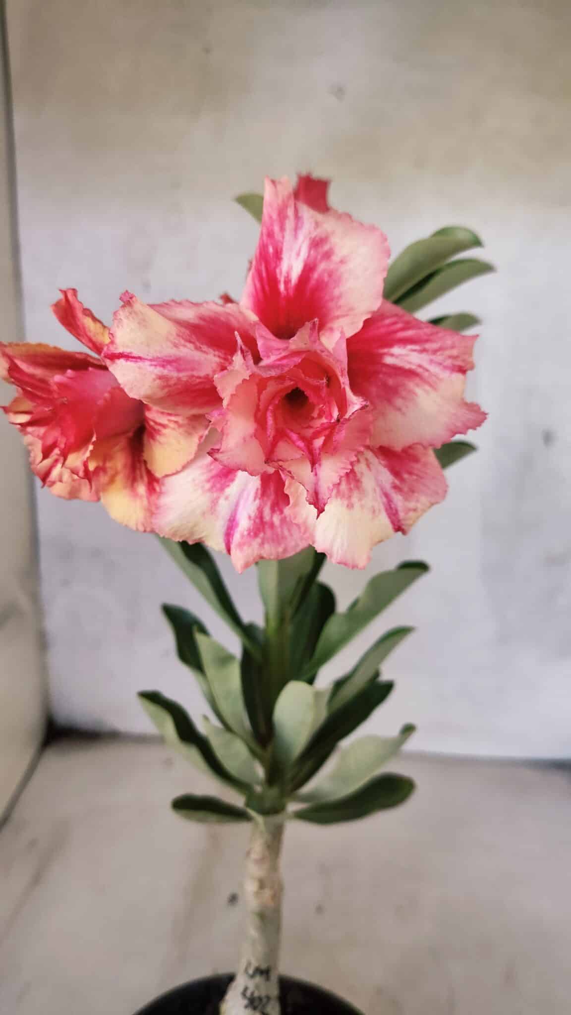 ENXERTO 12577 – 20cm (cor LM 402) - foto 4