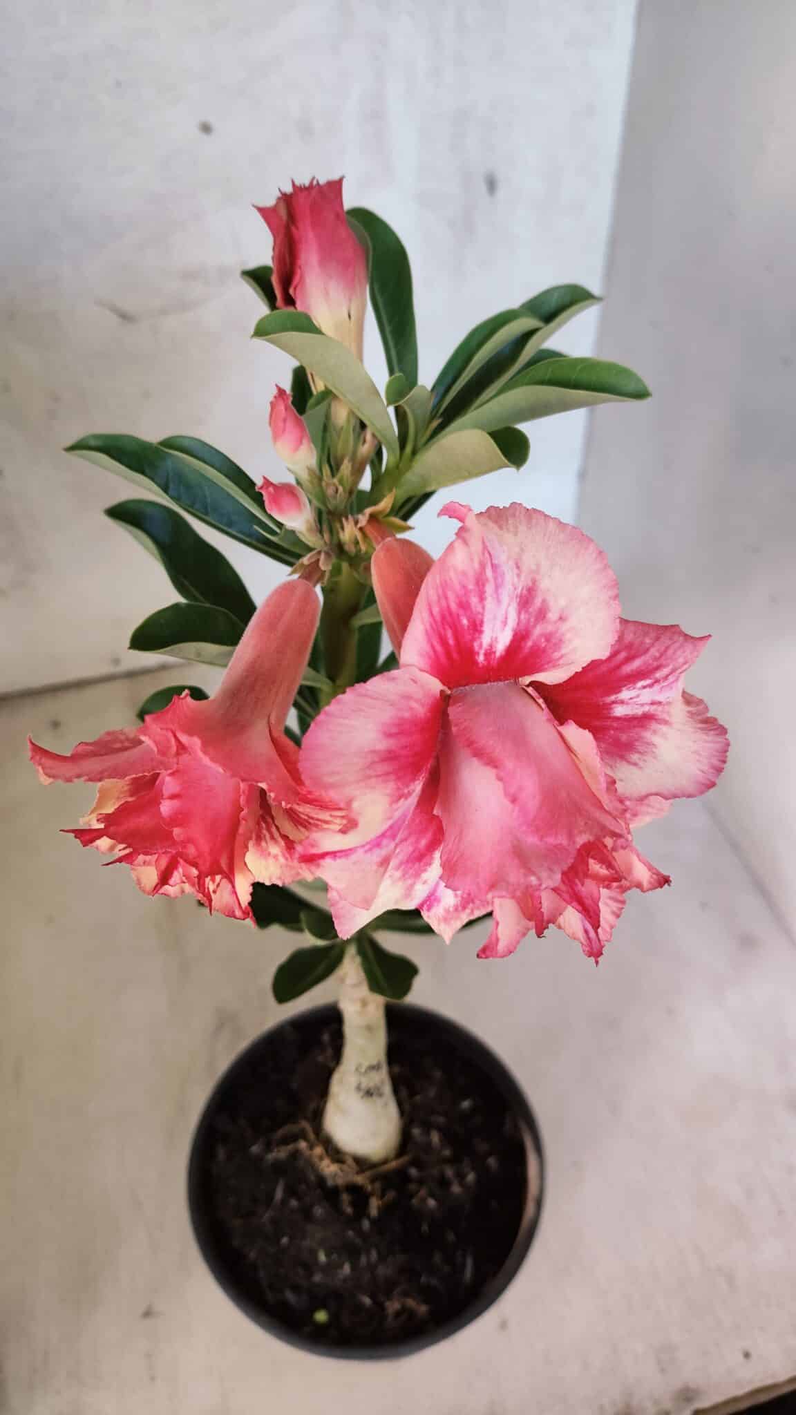 ENXERTO 12577 – 20cm (cor LM 402) - foto 5