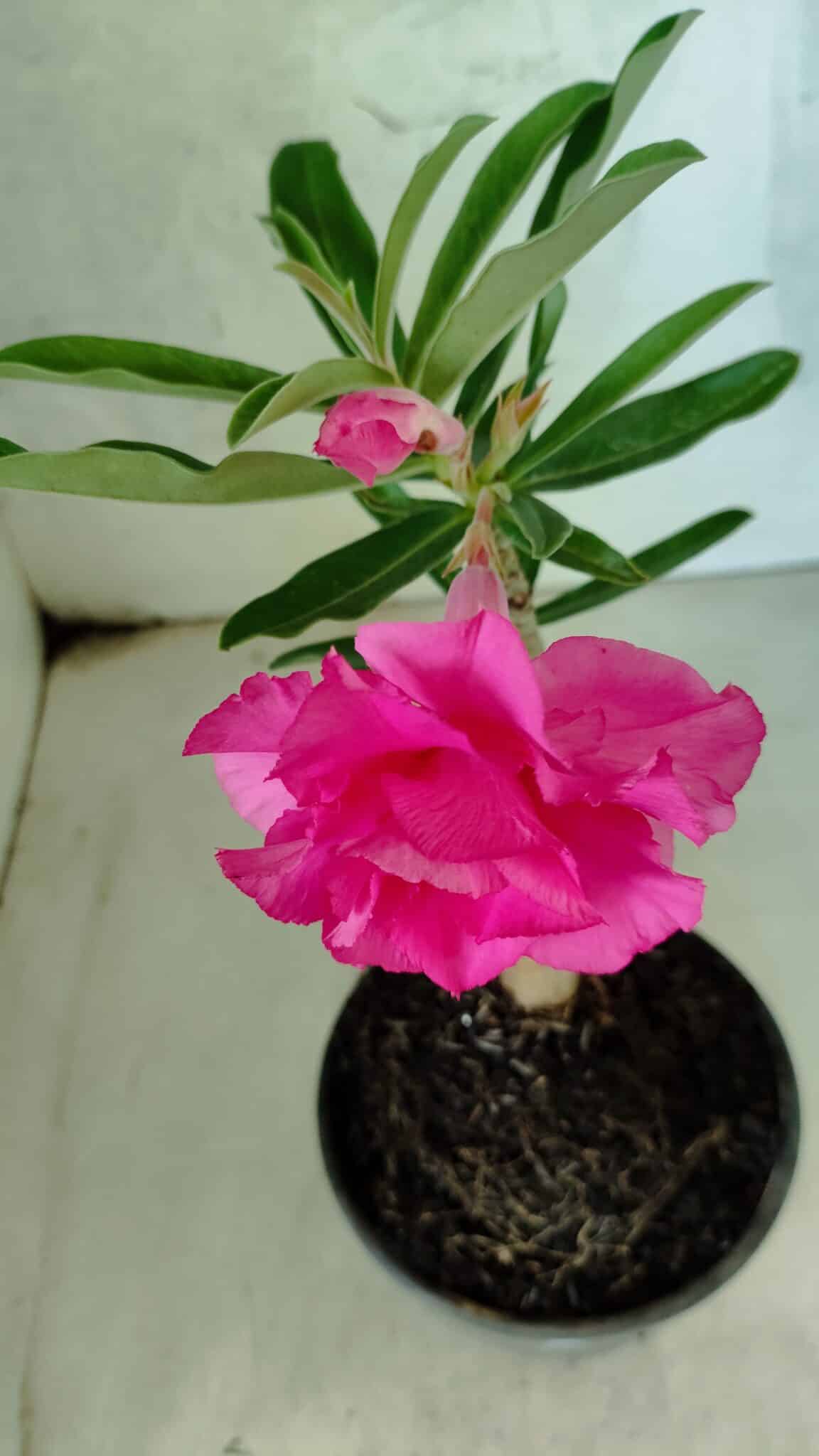 ENXERTO 12578 – 20cm (cor LM 04) - foto 4