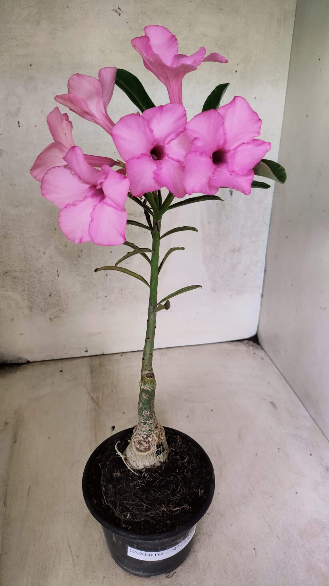 ENXERTO 12580 – 25cm (cor LM 512) - foto 2