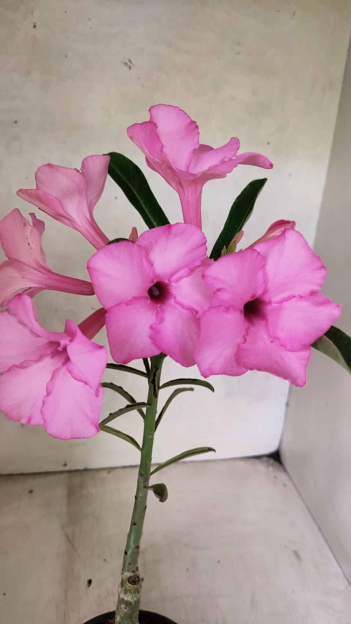 ENXERTO 12580 – 25cm (cor LM 512) - foto 3
