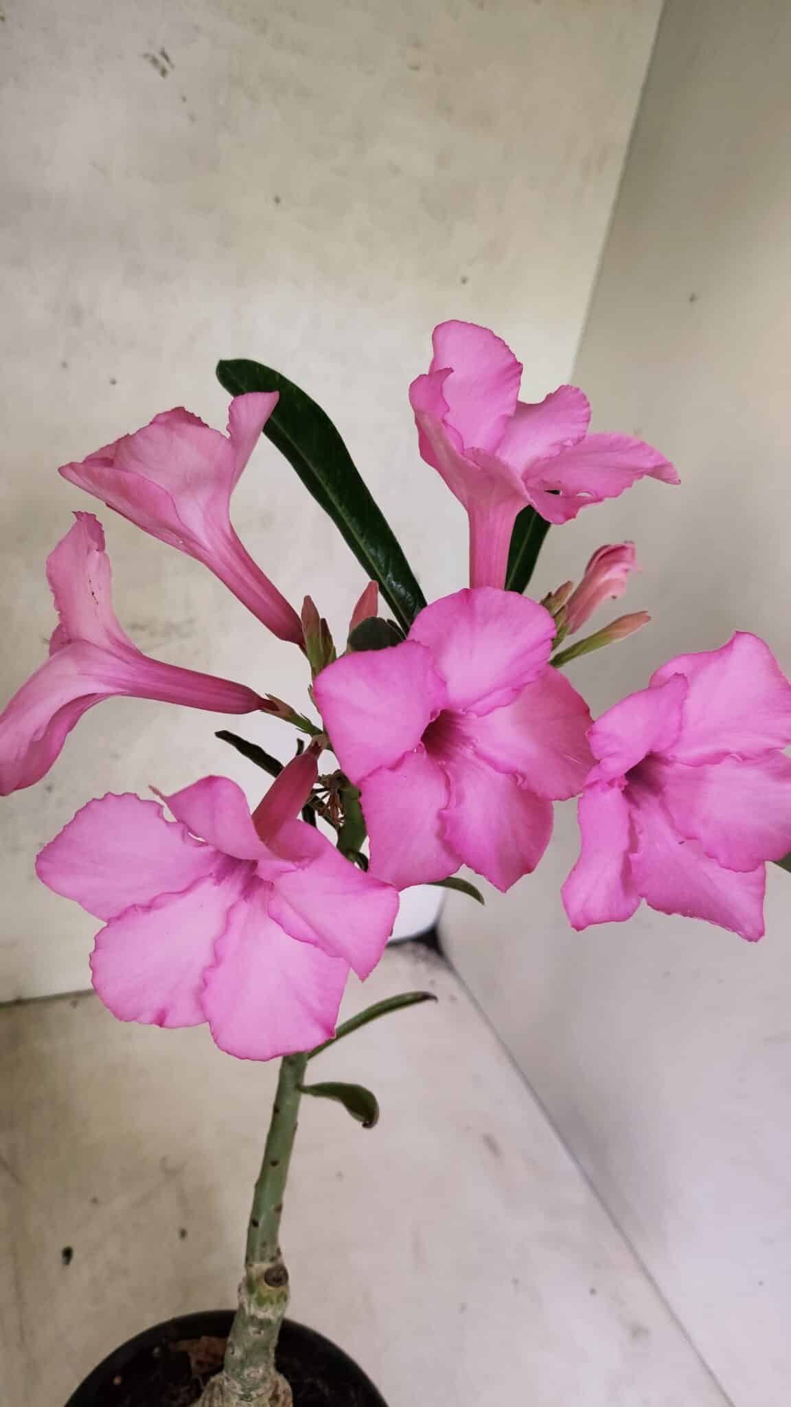 ENXERTO 12580 – 25cm (cor LM 512) - foto 7