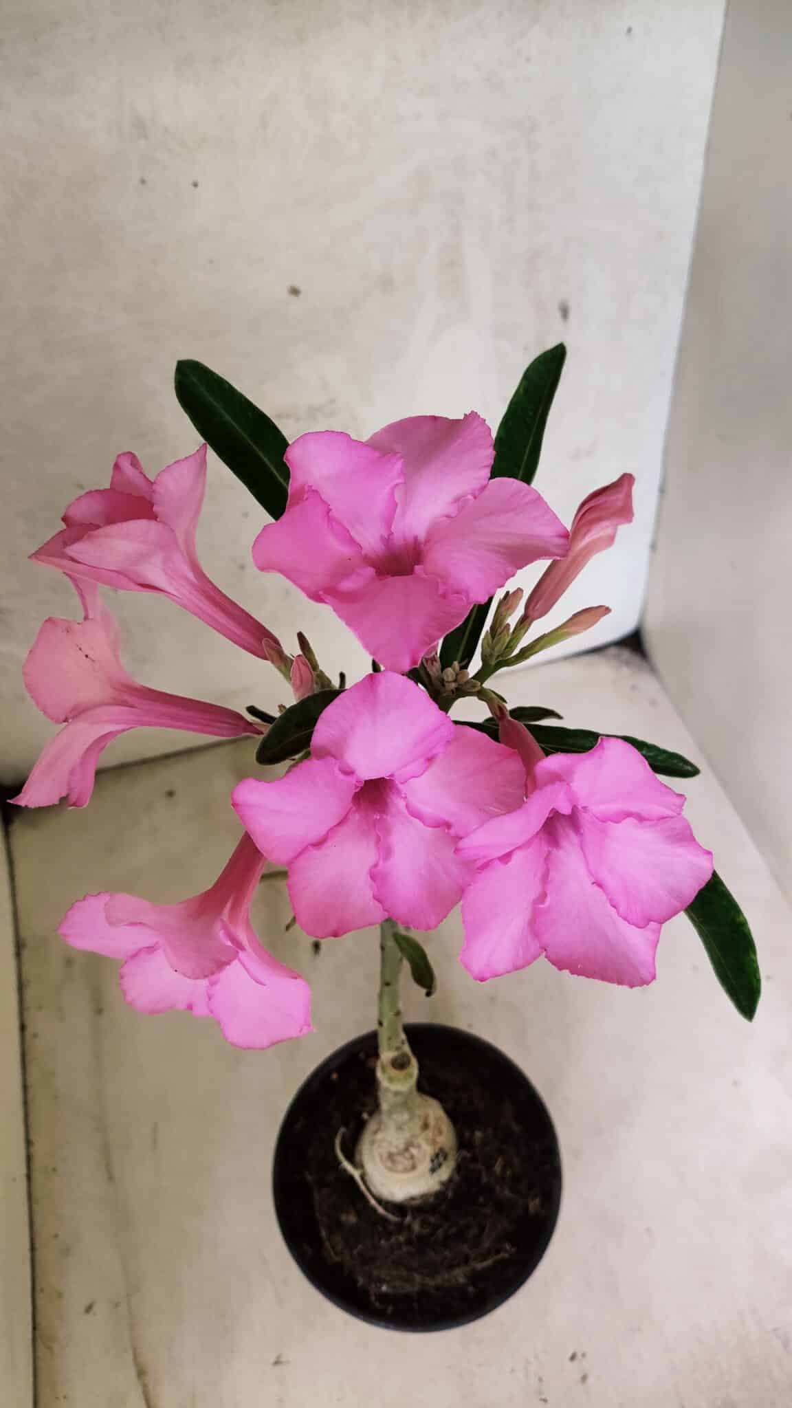ENXERTO 12580 – 25cm (cor LM 512) - foto 5