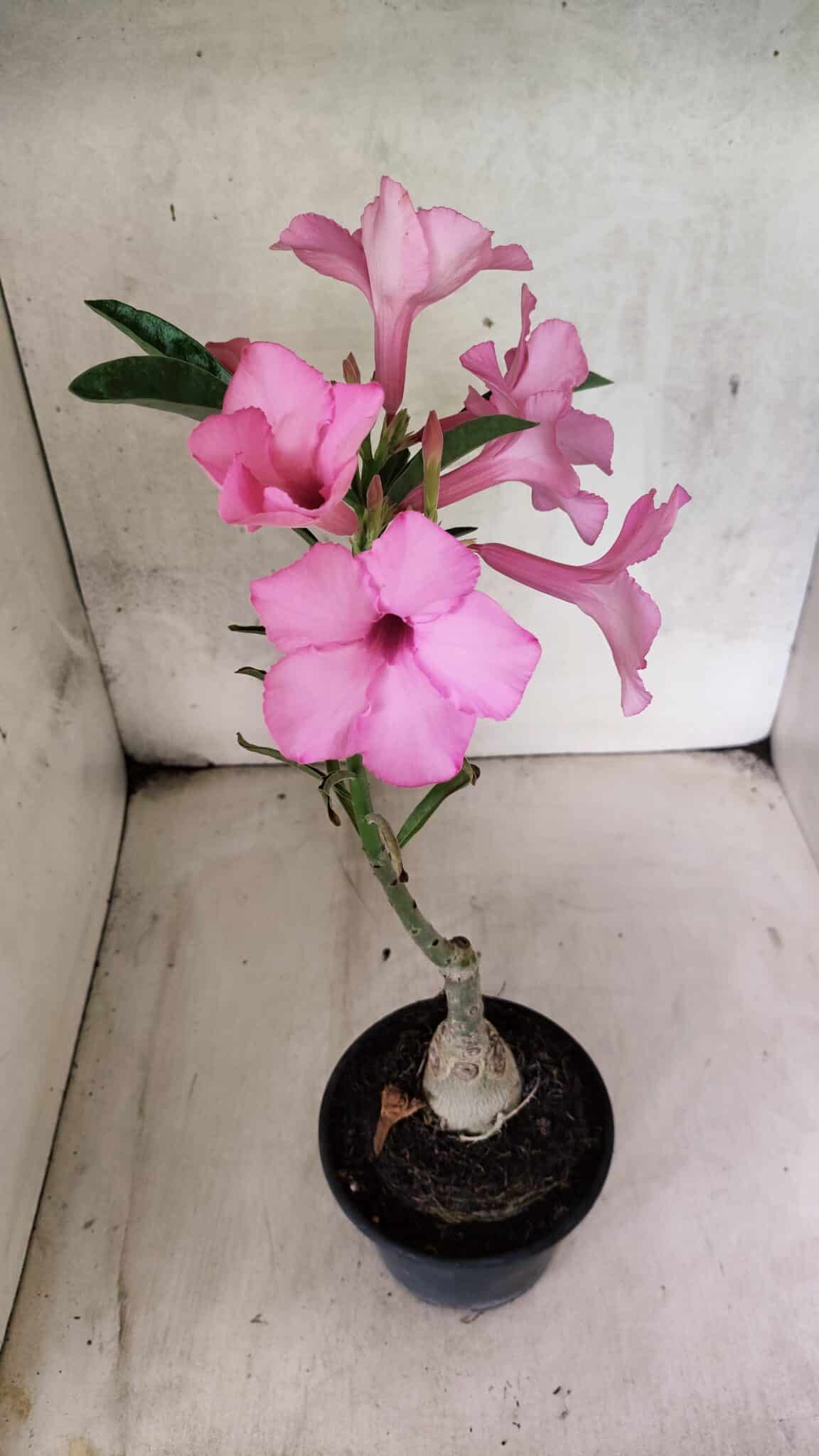 ENXERTO 12580 – 25cm (cor LM 512) - foto 4