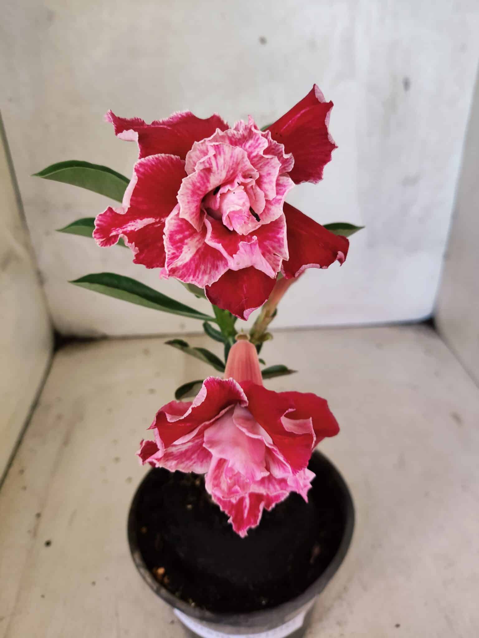 ENXERTO 12583 – 20cm (cor LM 850) - foto 4