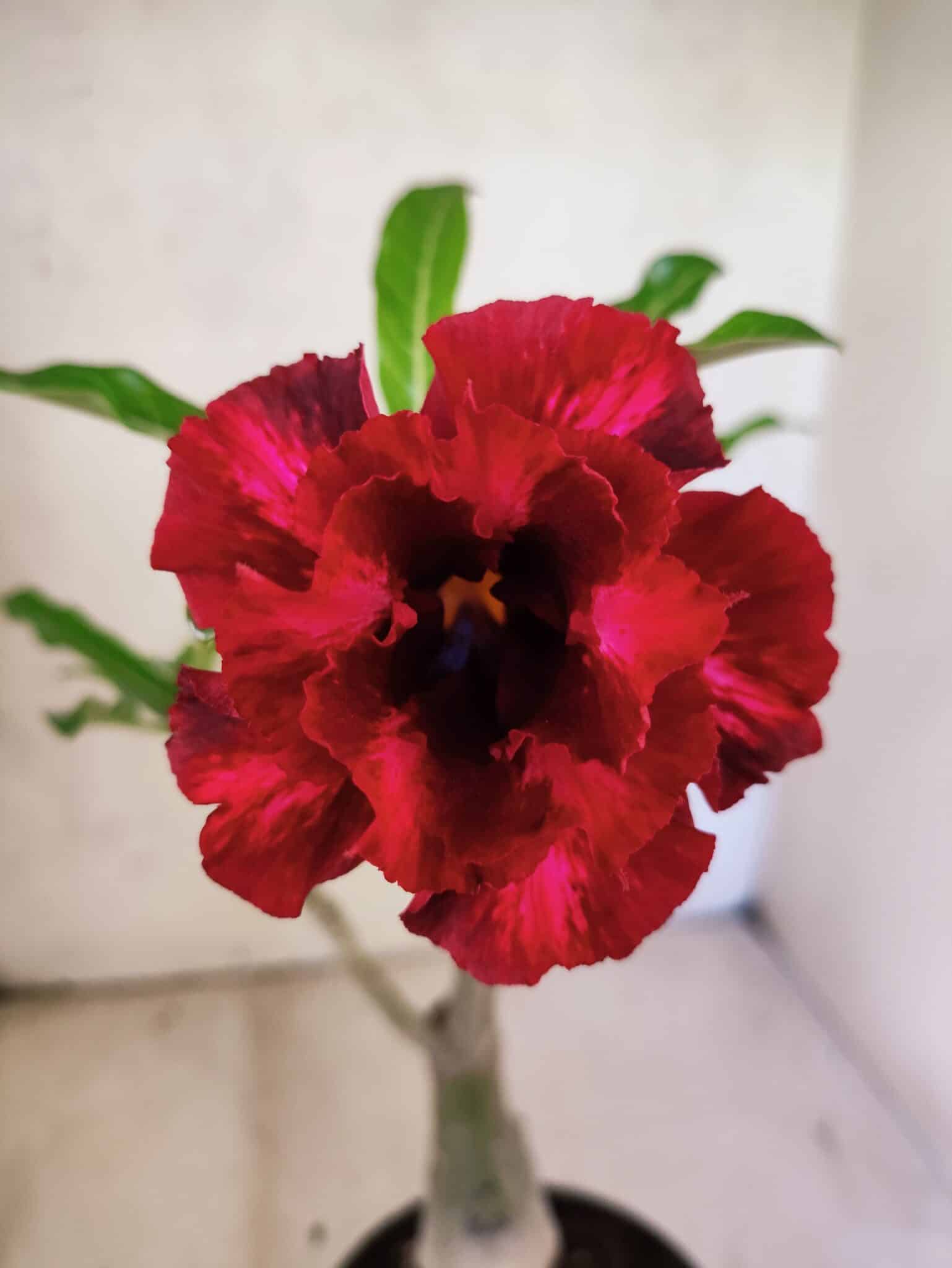 ENXERTO 12589 – 25cm (cor LM 867) - Adenium Rosa do Deserto