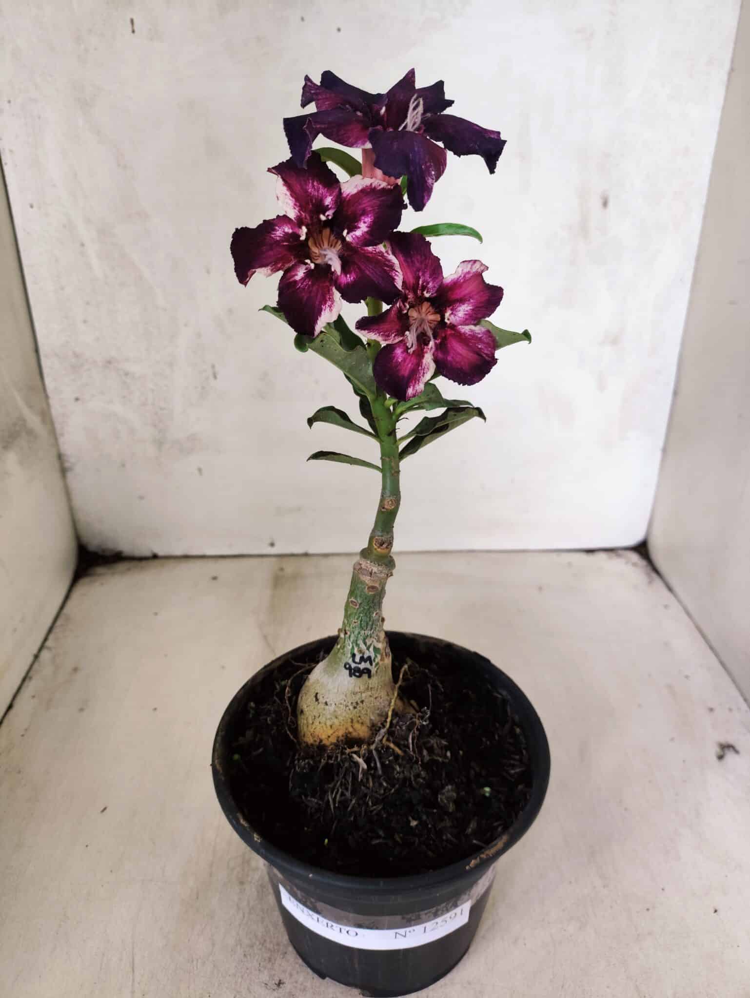 ENXERTO 12591 – 20cm (cor LM 989) - iD: Estrela Purpura - foto 2