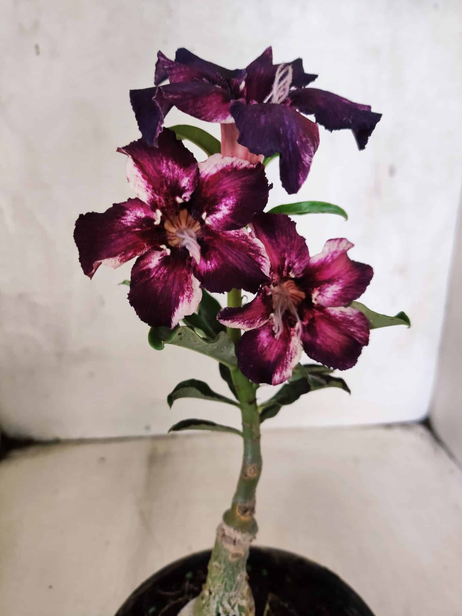 ENXERTO 12591 – 20cm (cor LM 989) - iD: Estrela Purpura - foto 3