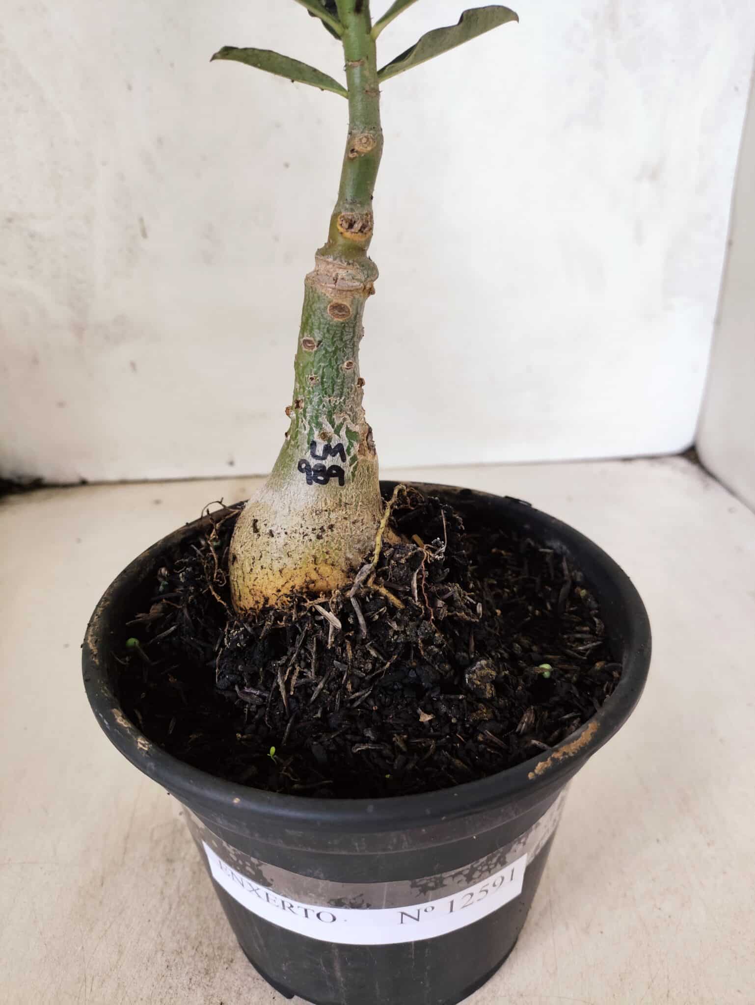 ENXERTO 12591 – 20cm (cor LM 989) - iD: Estrela Purpura - foto 5