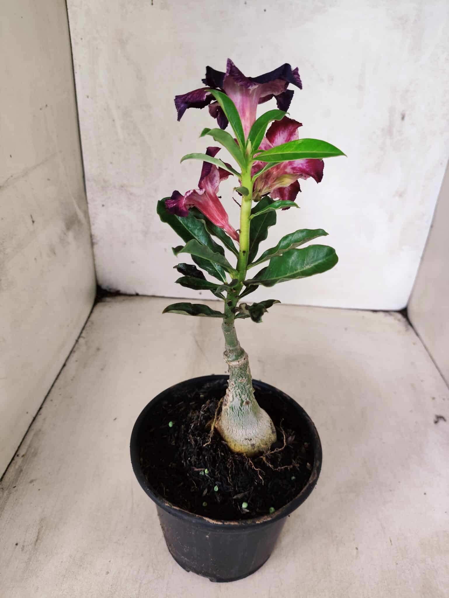 ENXERTO 12591 – 20cm (cor LM 989) - iD: Estrela Purpura - foto 4