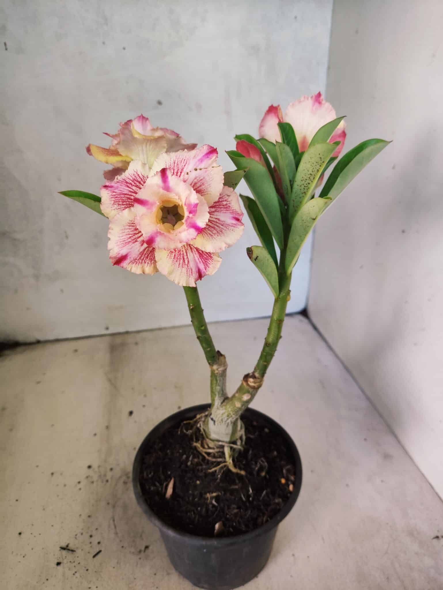 ENXERTO 12593 – 20cm (cor LM 918) - foto 4