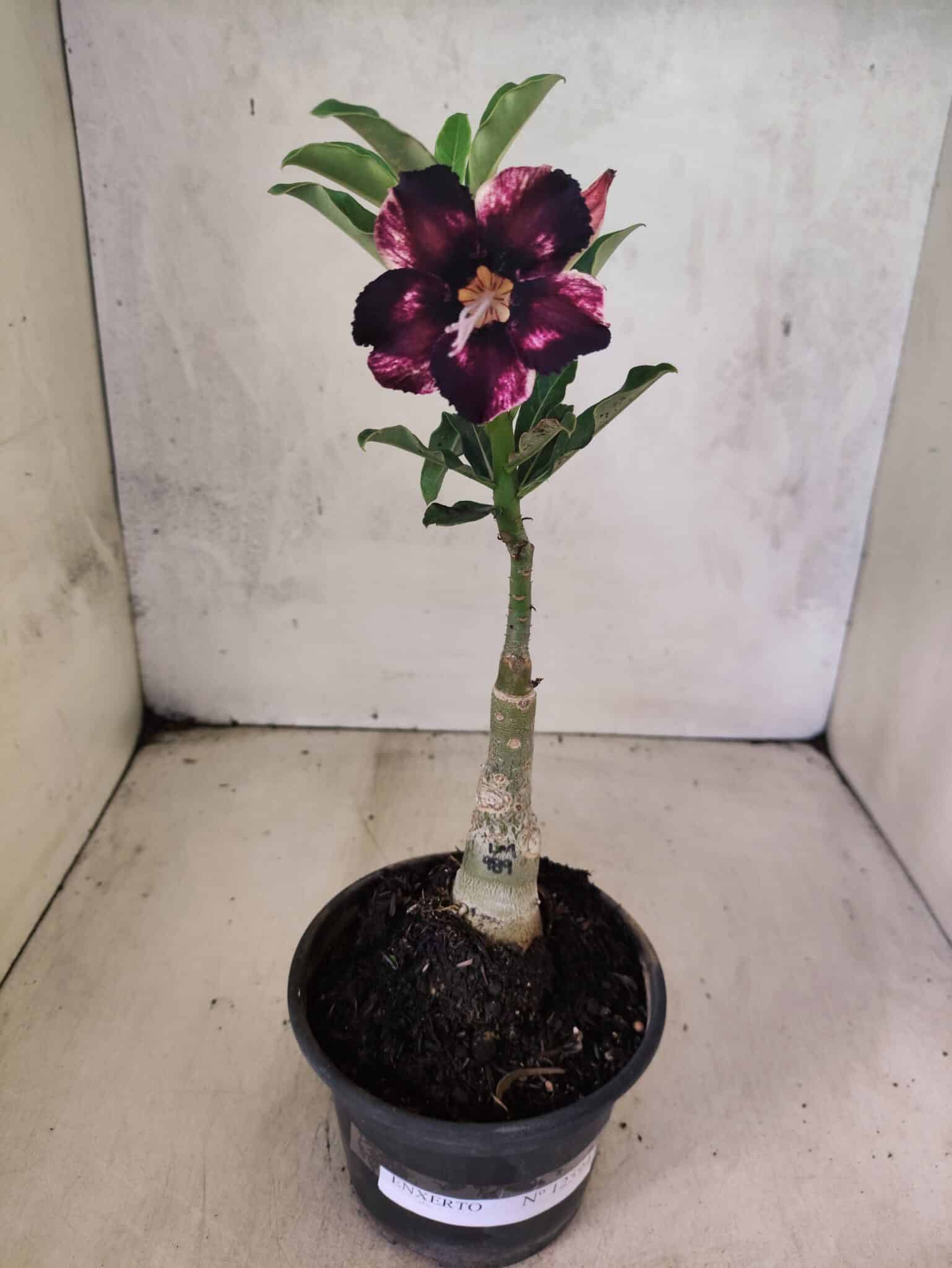 ENXERTO 12594 – 20cm (cor LM 989) - iD: Estrela Purpura - foto 2