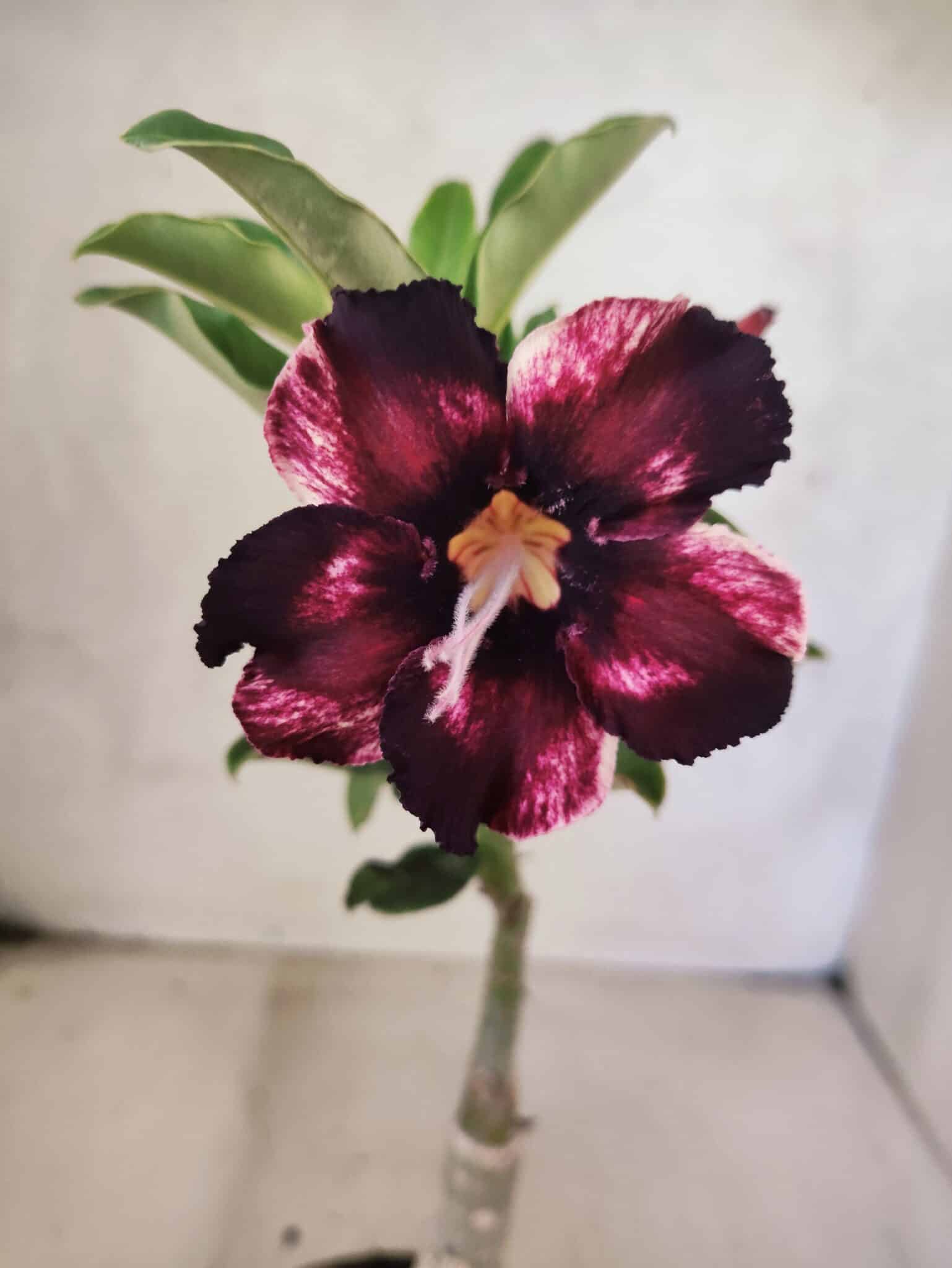 ENXERTO 12594 – 20cm (cor LM 989) - iD: Estrela Purpura - foto 3