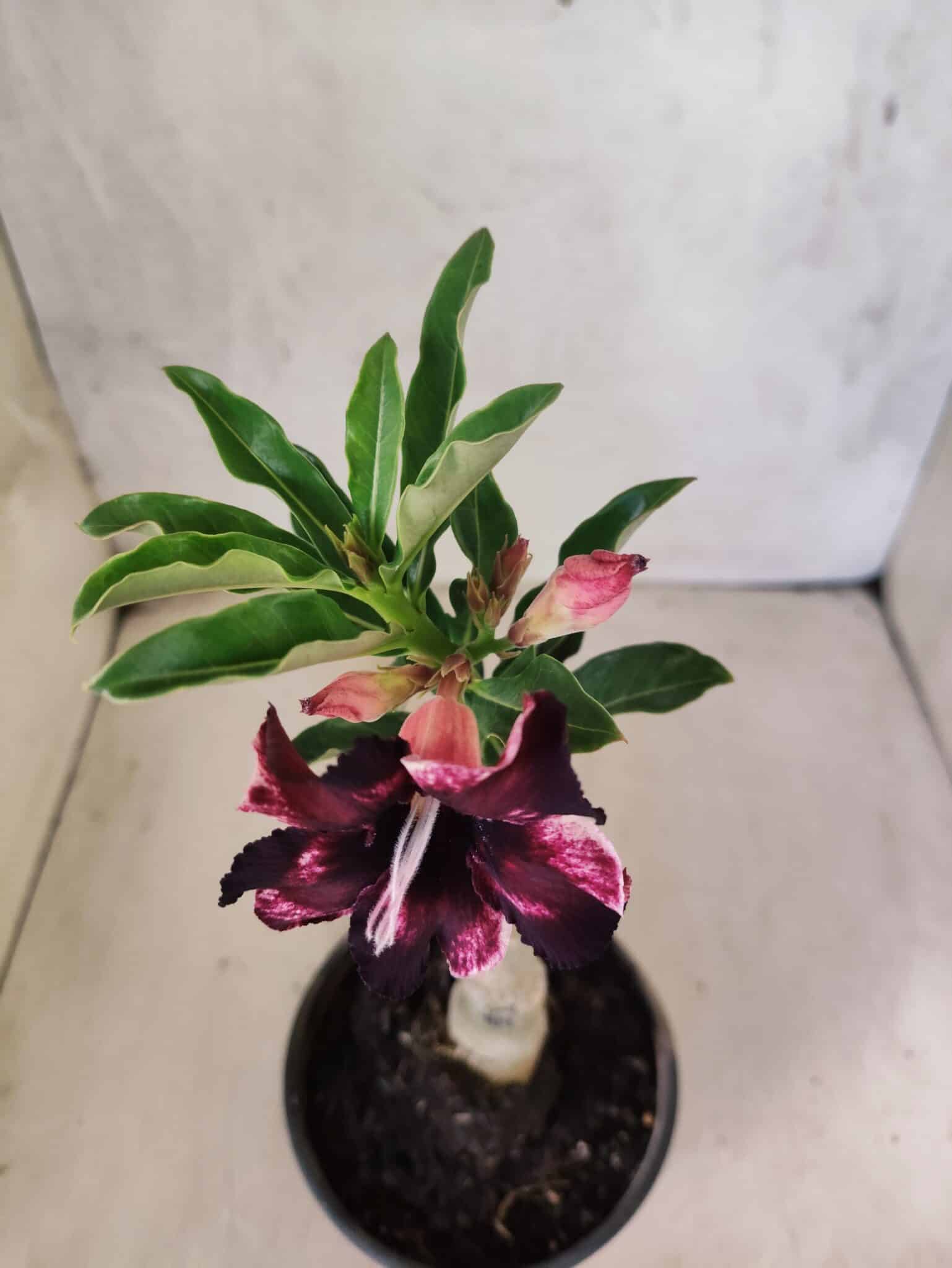 ENXERTO 12594 – 20cm (cor LM 989) - iD: Estrela Purpura - foto 4