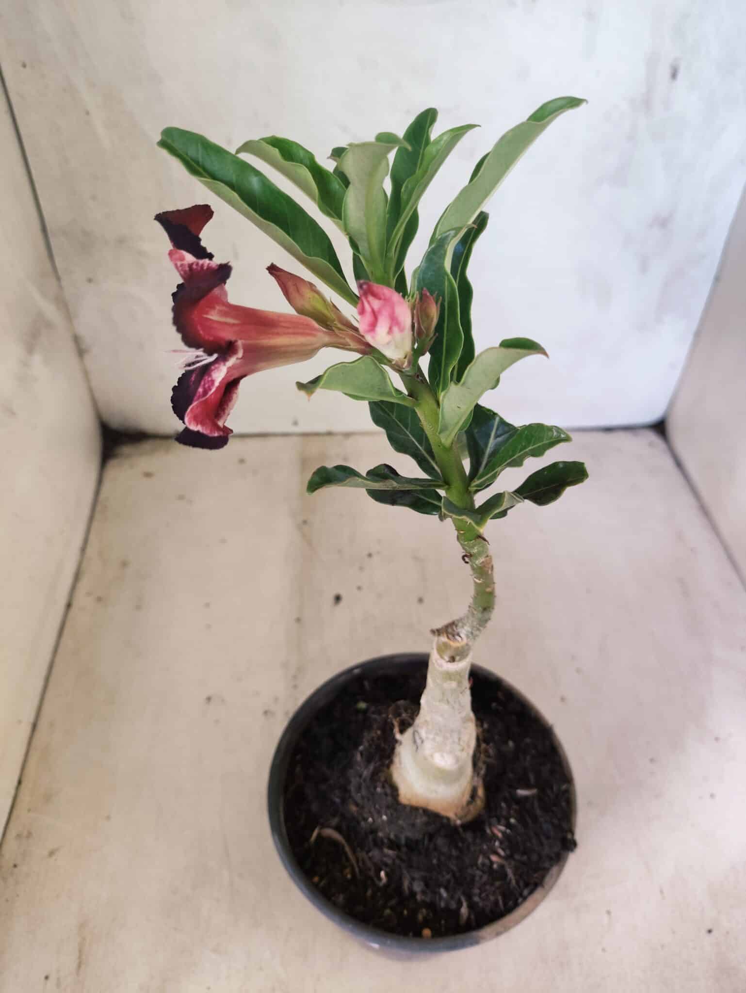 ENXERTO 12594 – 20cm (cor LM 989) - iD: Estrela Purpura - foto 5