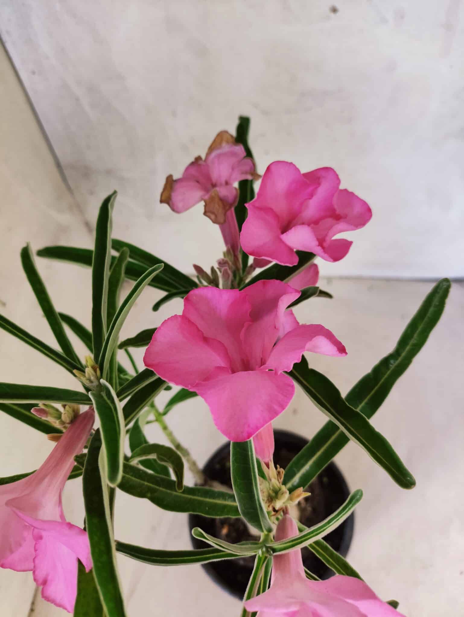 ENXERTO 12596 – 25cm (cor LM 512) - foto 5
