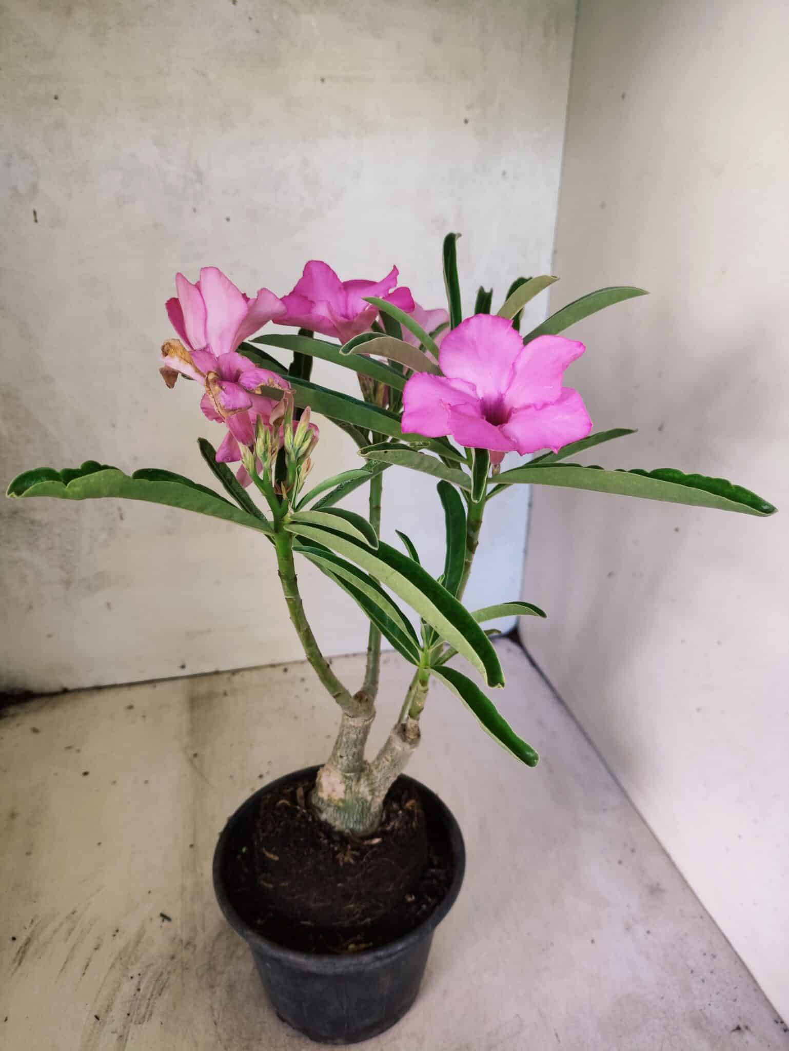 ENXERTO 12596 – 25cm (cor LM 512) - foto 7
